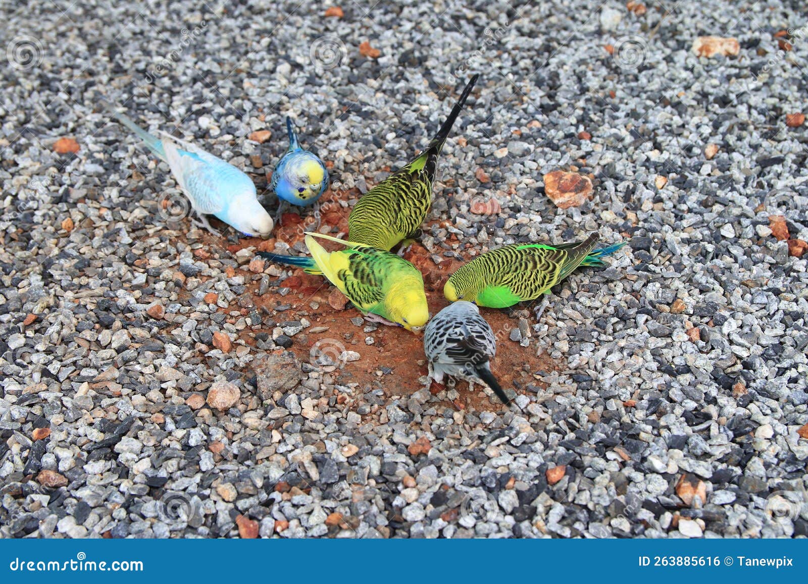 colorful budgies peck and eat on the floor