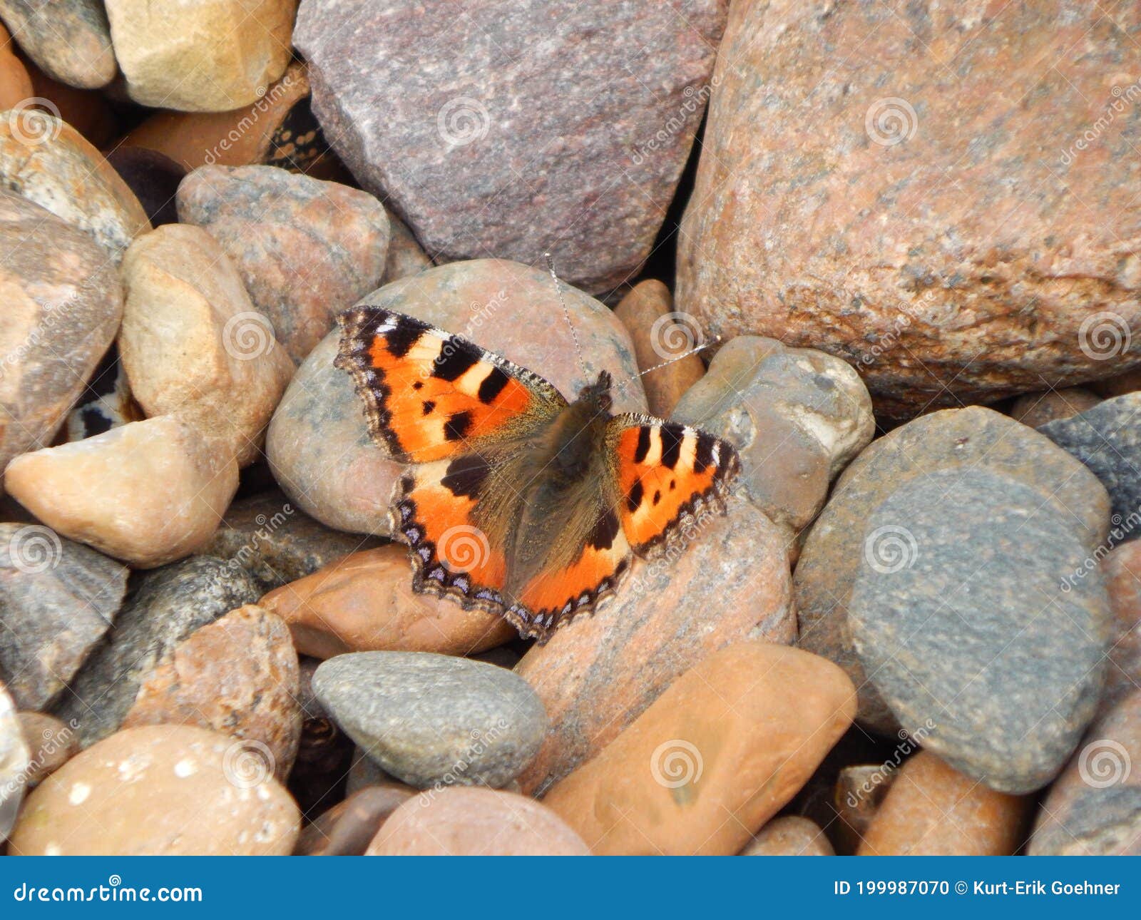 Colorful Butterflies in Autumn in Denmark Stock Photo Image of pebble, rock 199987070