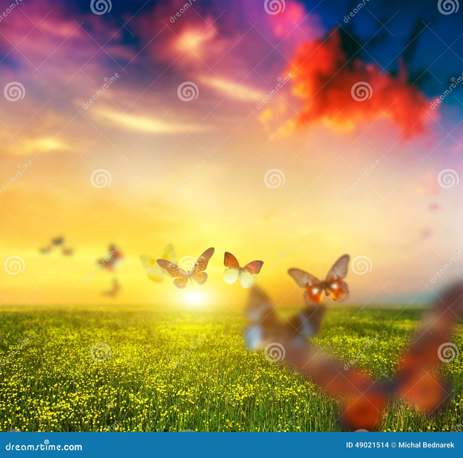 colorful butterflies flying over spring meadow with flowers