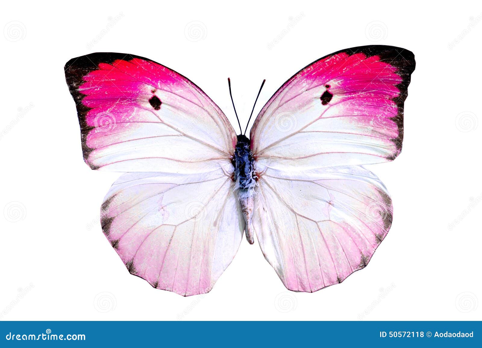 Белая розовая бабочка