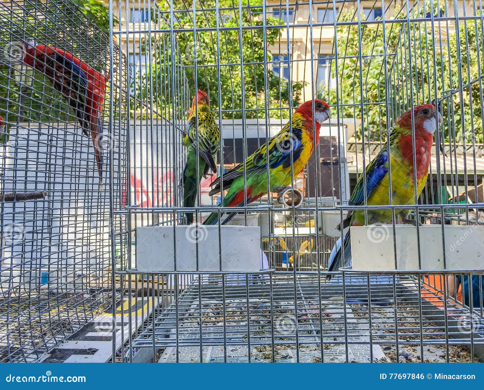 Colorful Caged Parakeets At Bird Market In Paris France Editorial
