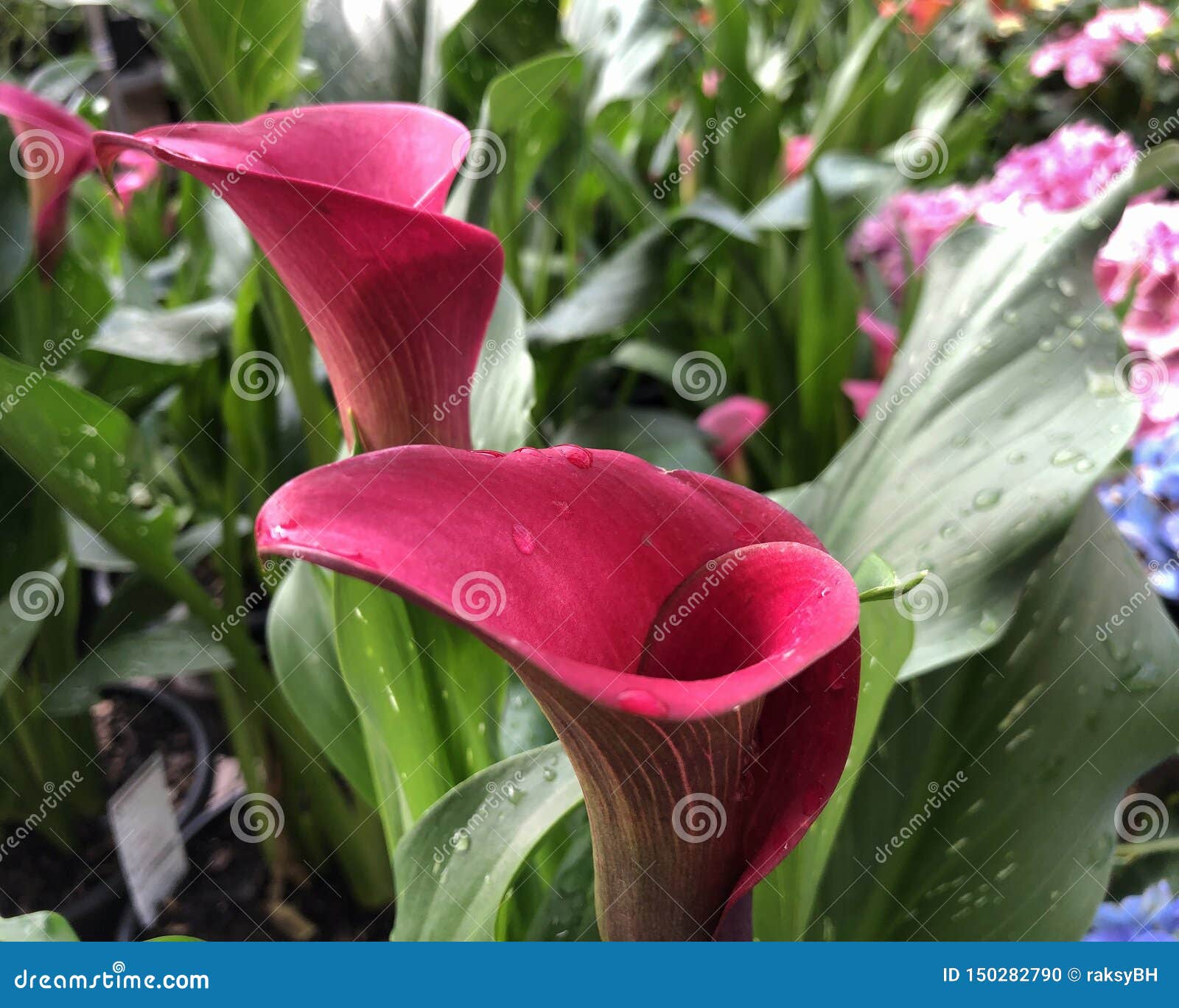 Colorful Calla Lily Flowers Stock Photo - Image of summer, gardening ...