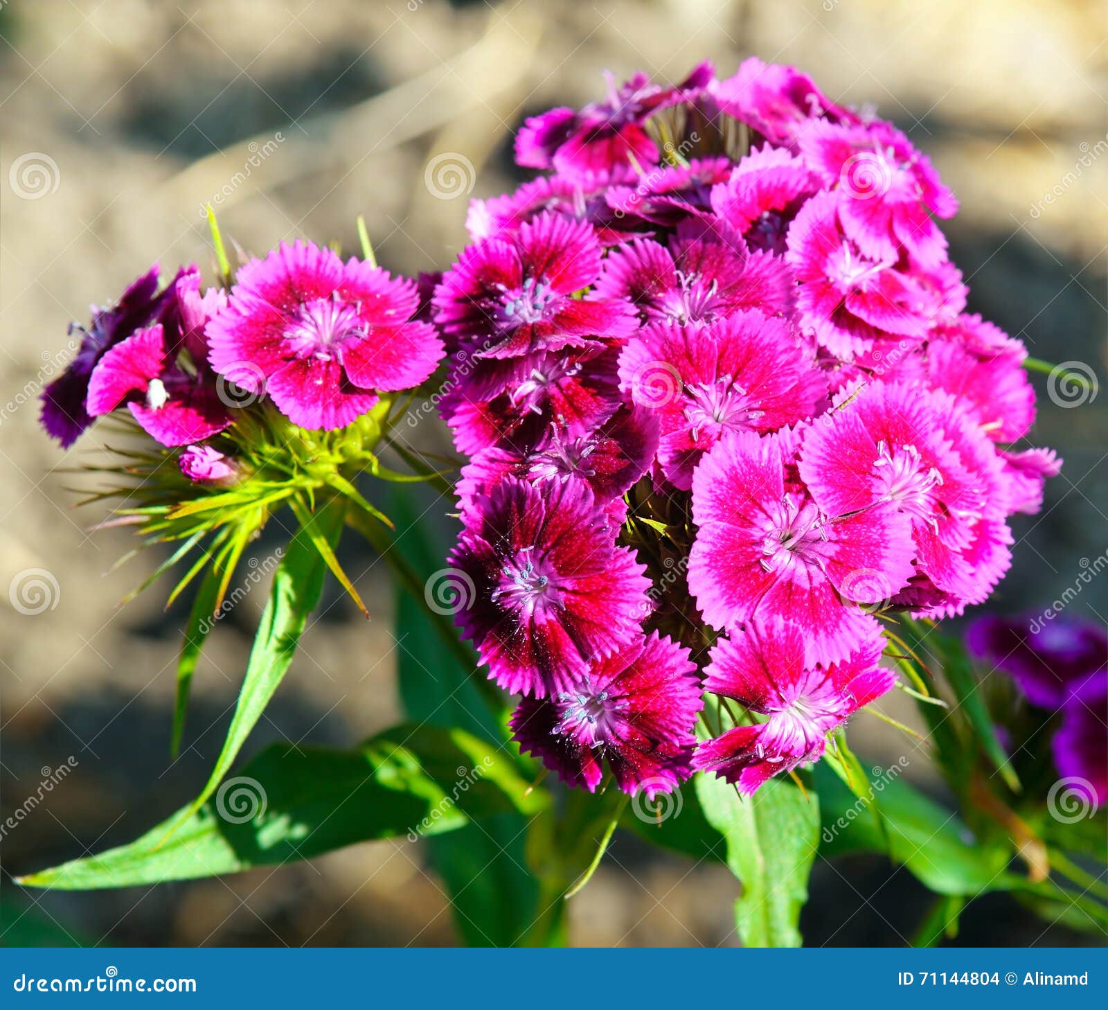 Colorful carnation flowers stock photo. Image of garden - 71144804