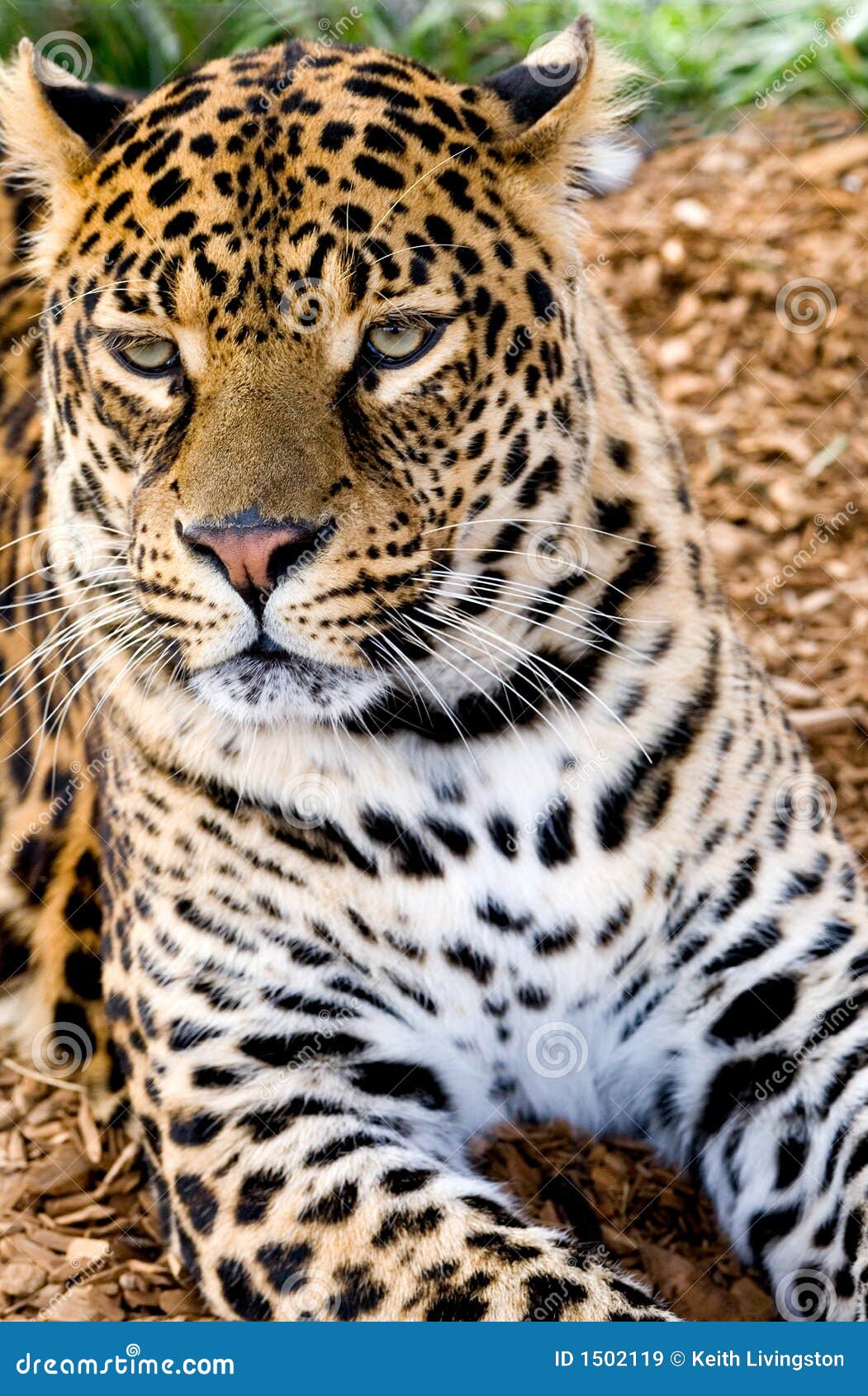 Colorful Cat stock image. Image of leopard, outdoors, feline - 1502119