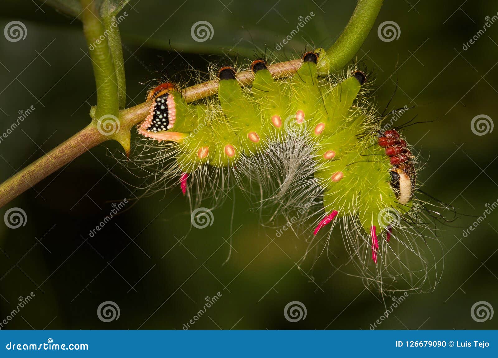 a colorful caterpillar of a moth