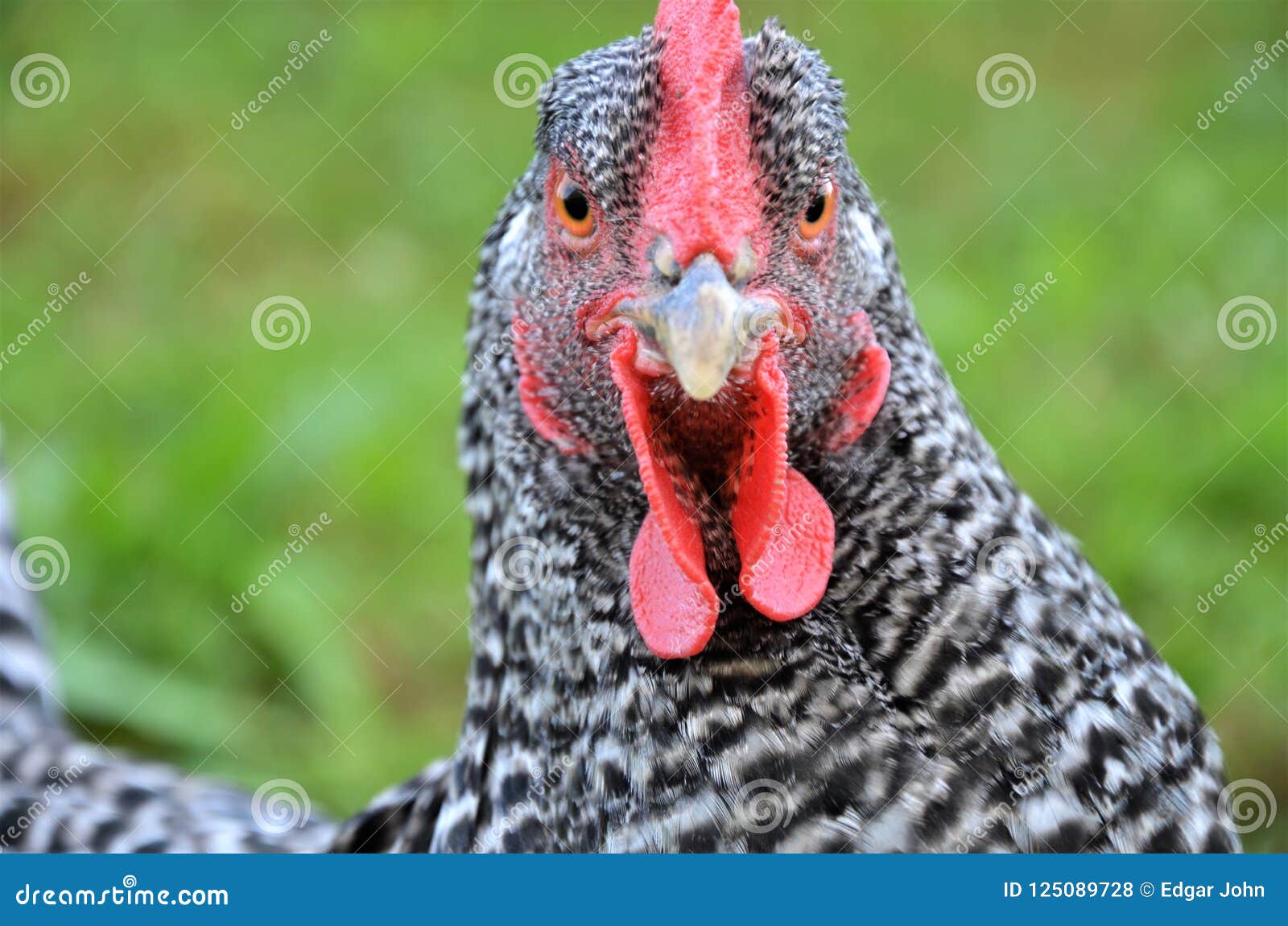 Angry Chicken Head Close Up Stock Photo - Image of chickenhead, head:  125089728