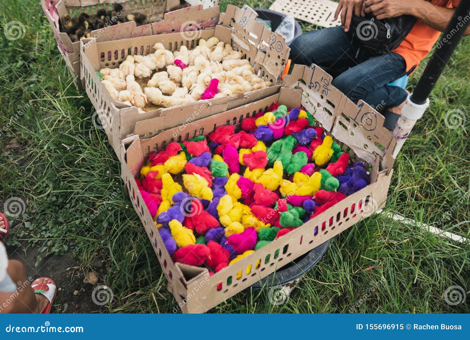 Colorful Chicks are Sold in Boxes at the Market. Stock Image Image of