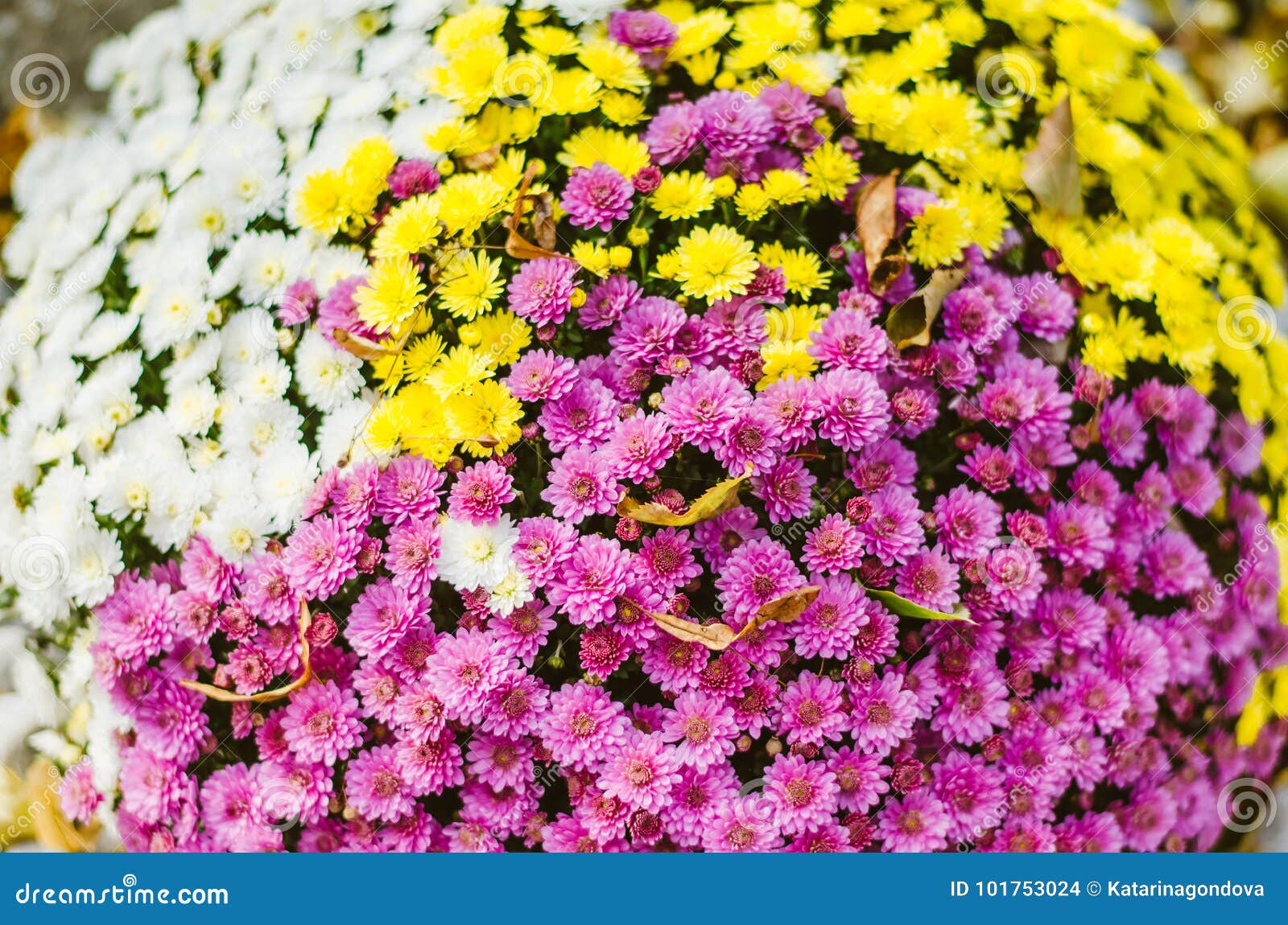 Colorful Chrysanthemum Flower Stock Photo Image of pink, autumn