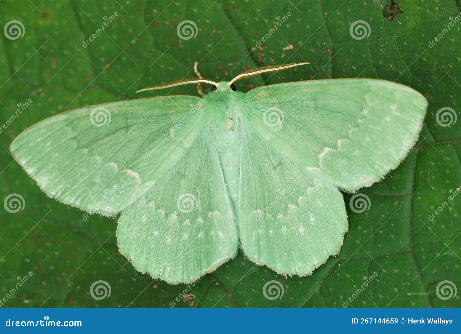 closeup on the colorful soft green large emerald geometer moth, geometra papilionaria with spread wings