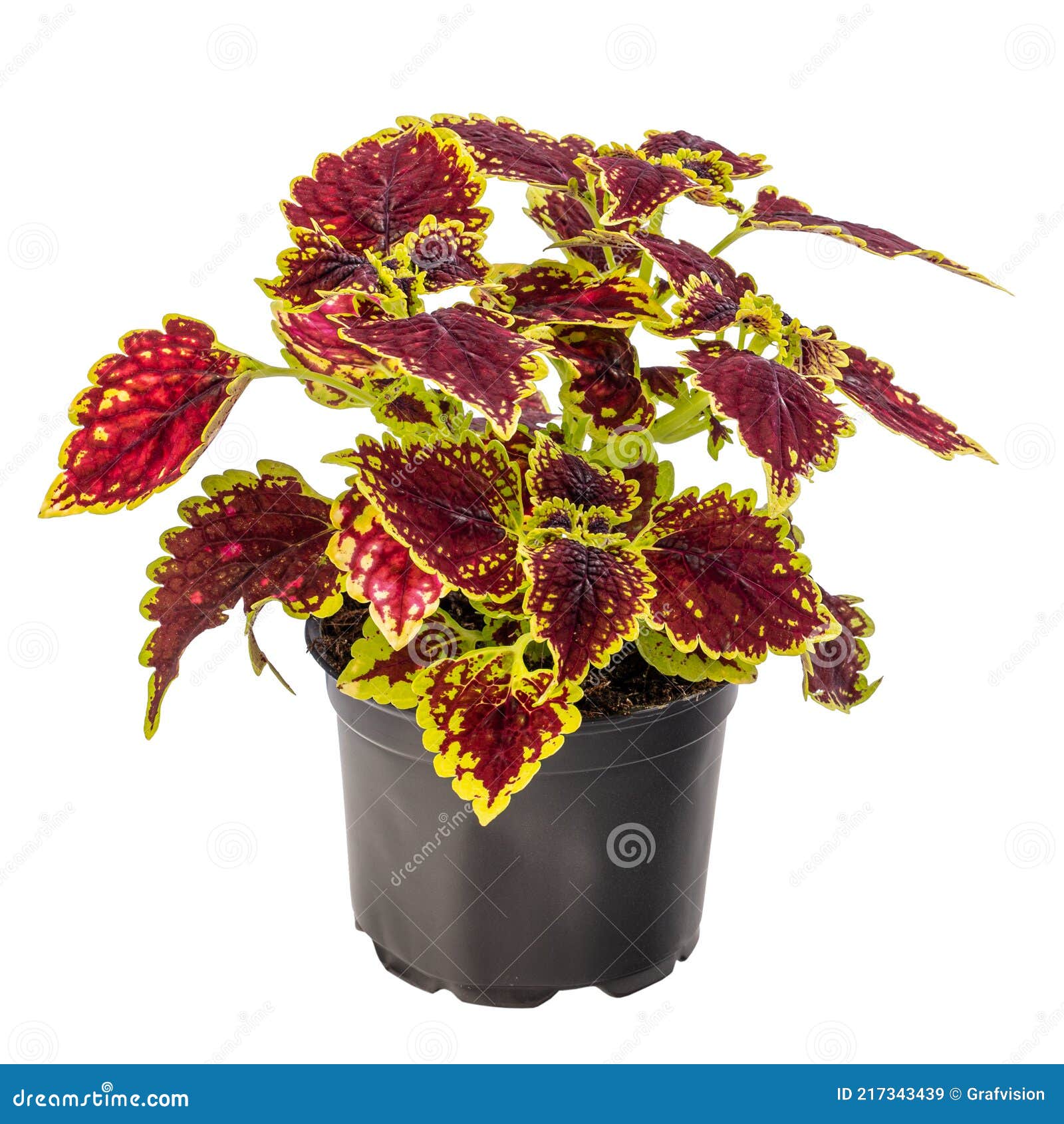 Coleus. Houseplant Coleus In Flowerpot Isolated On White Background ...