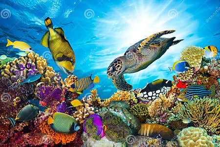 Colorful Coral Reef with Many Fishes Stock Image - Image of reef ...