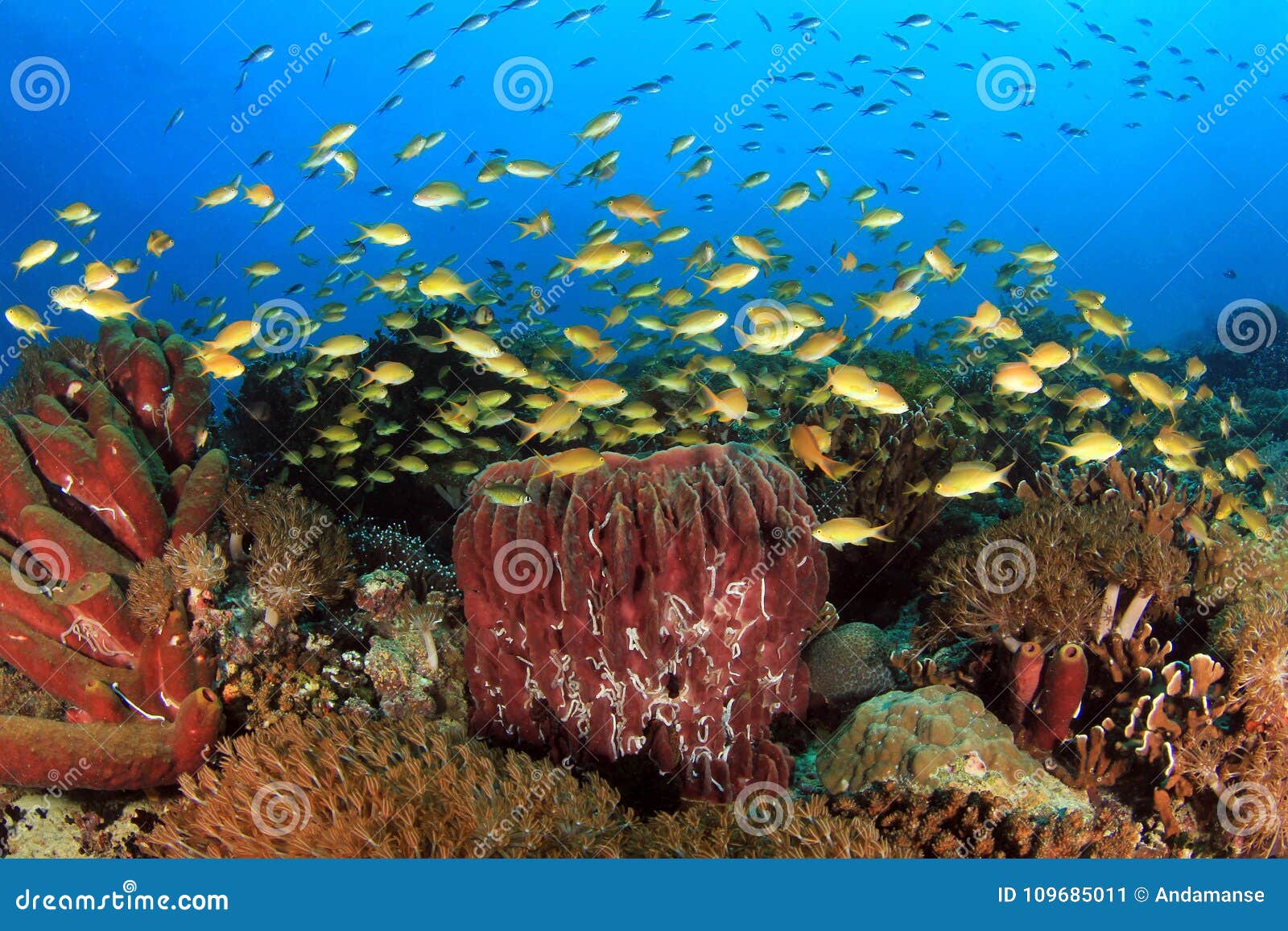 coral reef moalboal