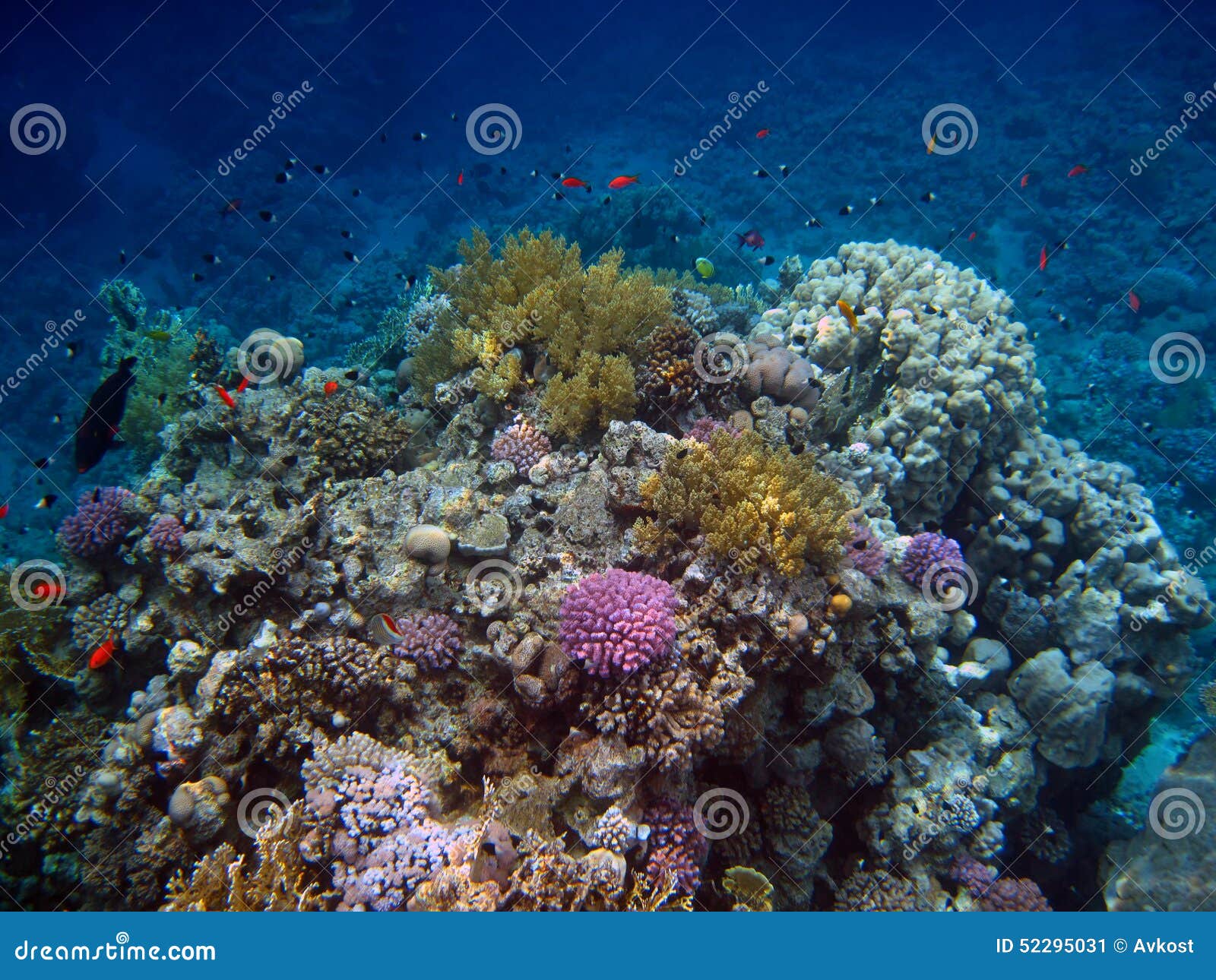 Colorful Corals in the Red Sea Stock Image - Image of decorative, coral ...