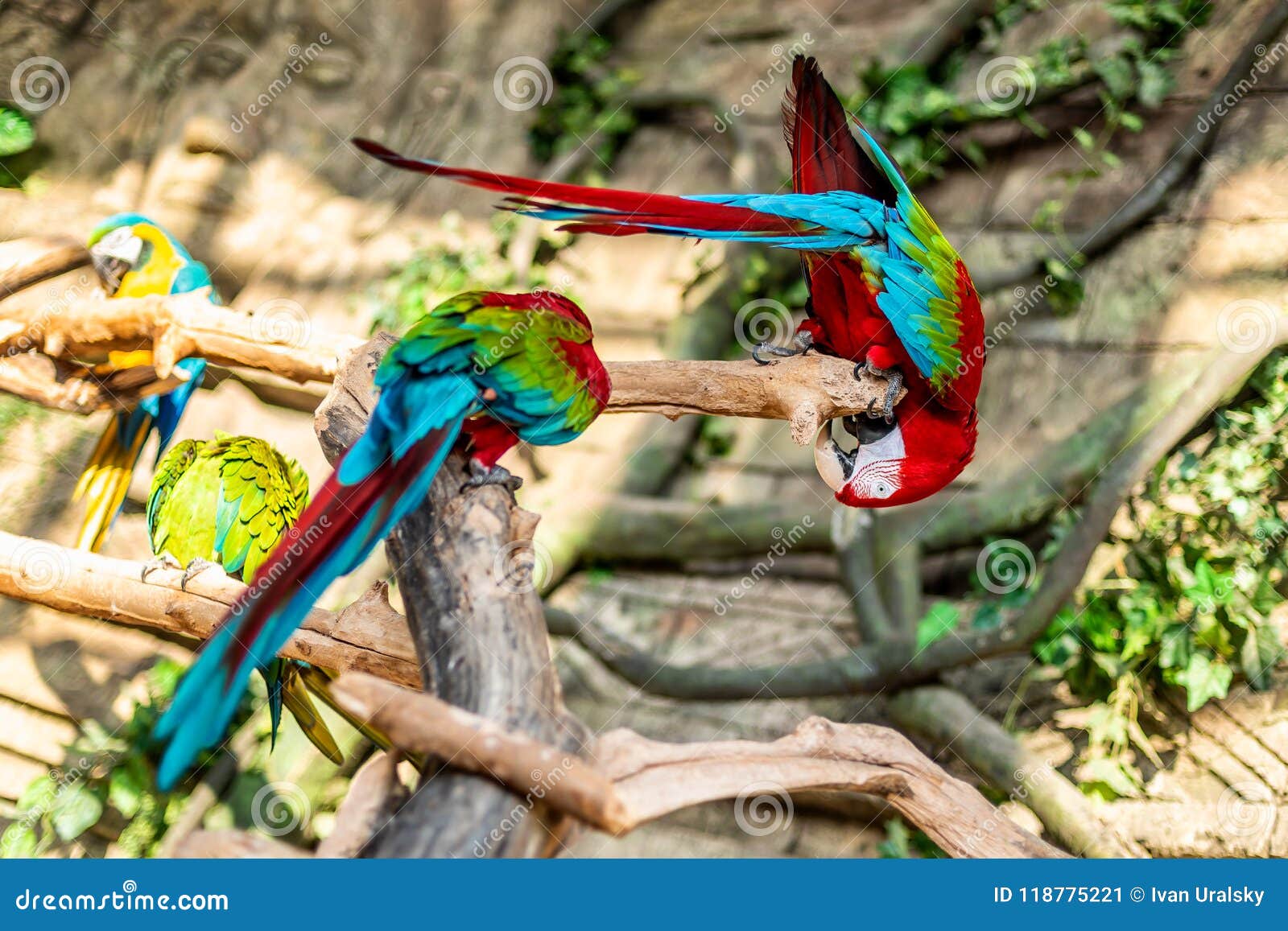 colorful couple macaws sitting on log.