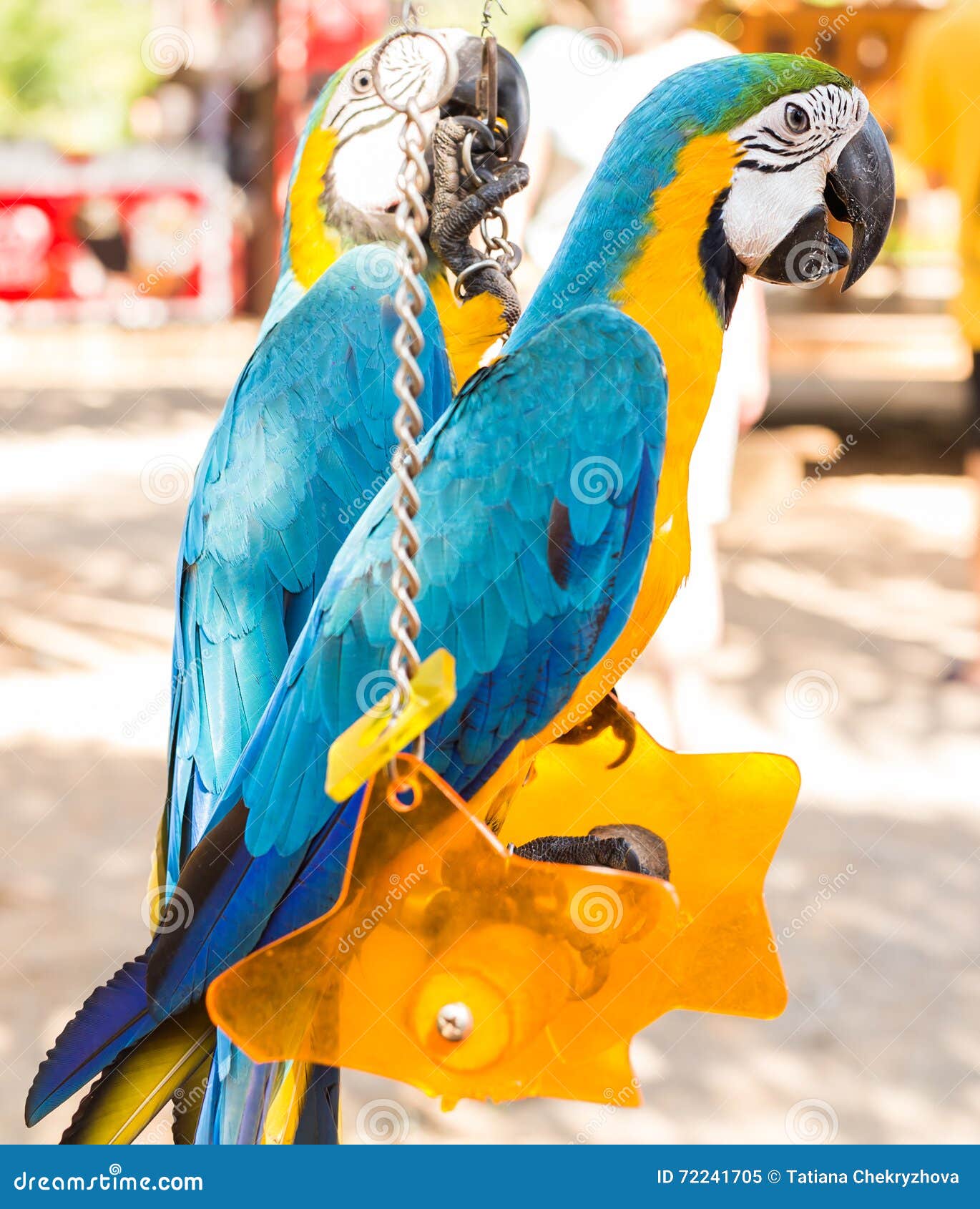 Colorful Couple Macaws Sitting on Swing. Stock Image Image of pair