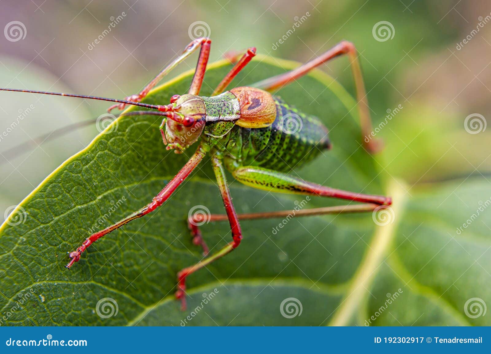 Colorful Cricket On The Leaf Ii Stock Image Image Of Green