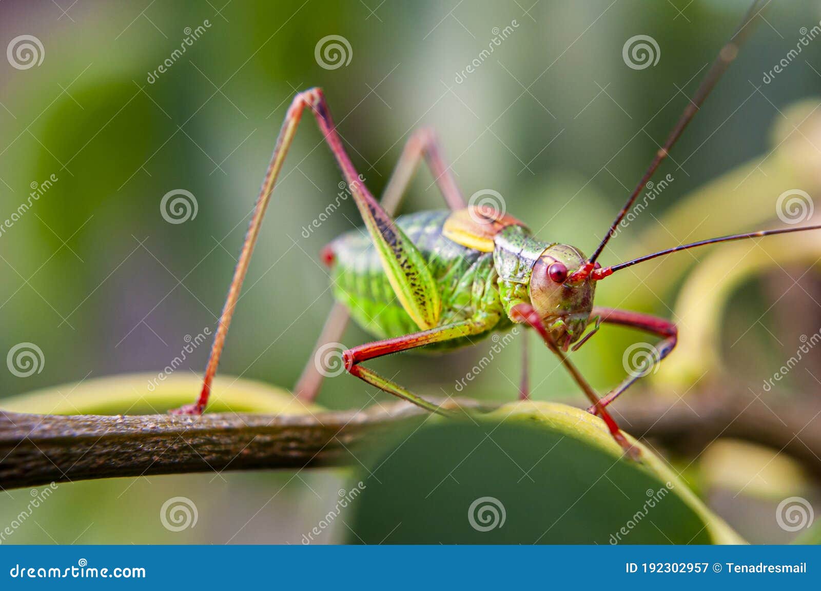 Colorful Cricket On The Leaf V Stock Image Image Of Colors Closeup