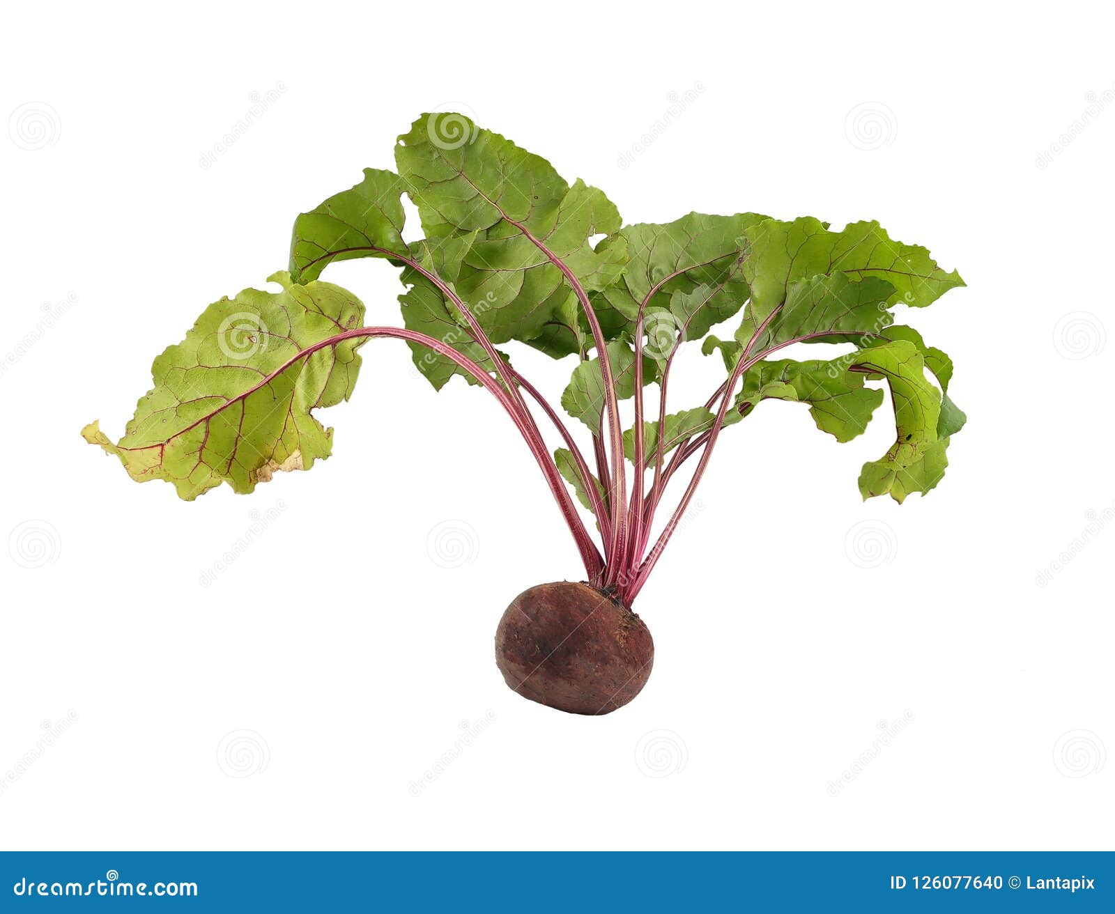 Beet Fruit on White Background Stock Photo Image of fresh, isolated