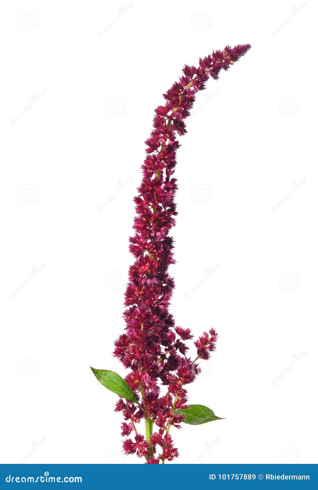 red amaranth (amaranthus cruentus)