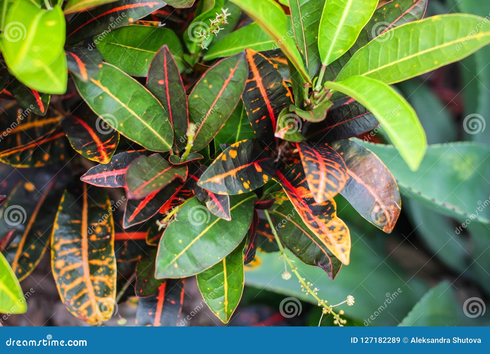 download croton seadiver download croton seadiver