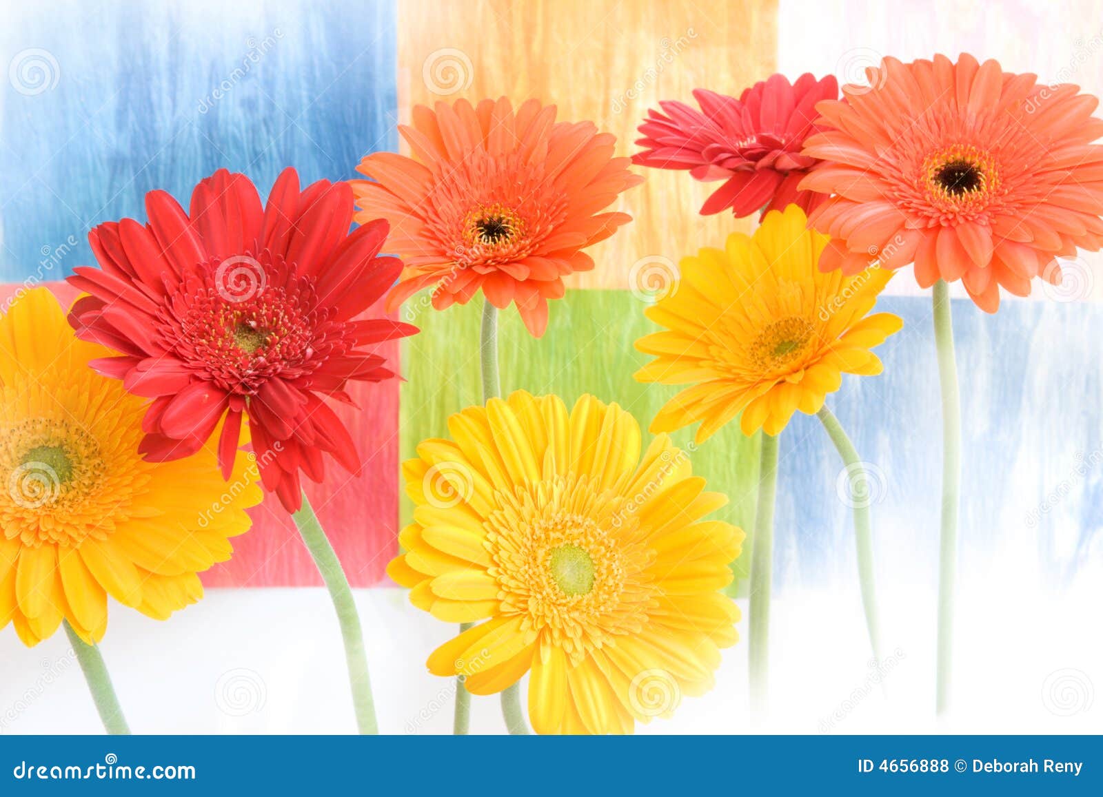 Colorful Daisies on Coloured Background Stock Photo Image of colorful