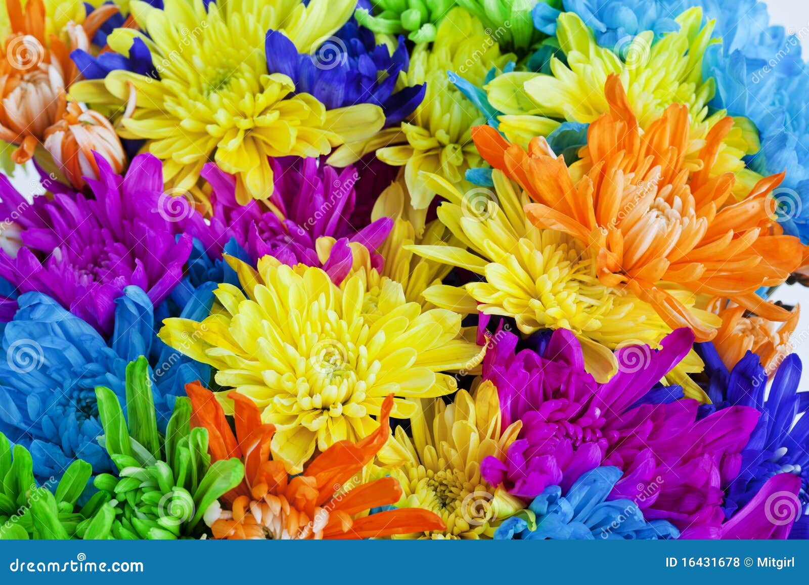 Colorful Daisy Flower Background Royalty Free Stock Photos Image