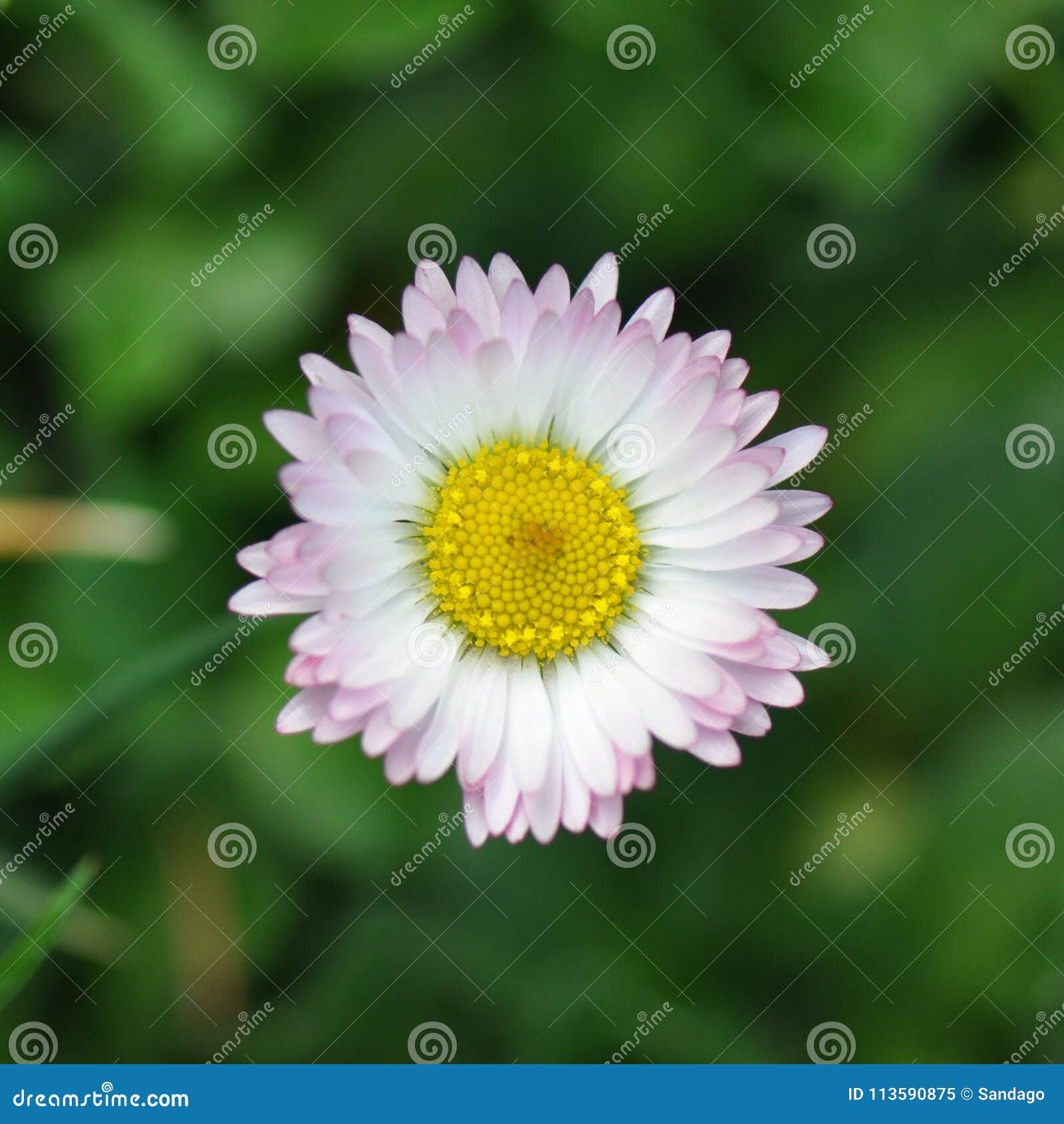 Colorful Daisy Flower in Bloom Stock Image Image of green, detail