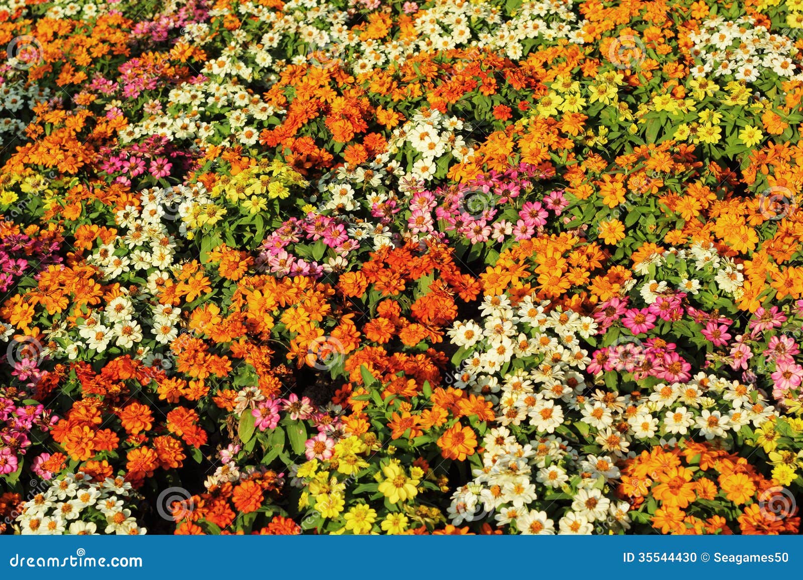 Colorful Daisy Flowers in the Garden Stock Photo Image of blooming