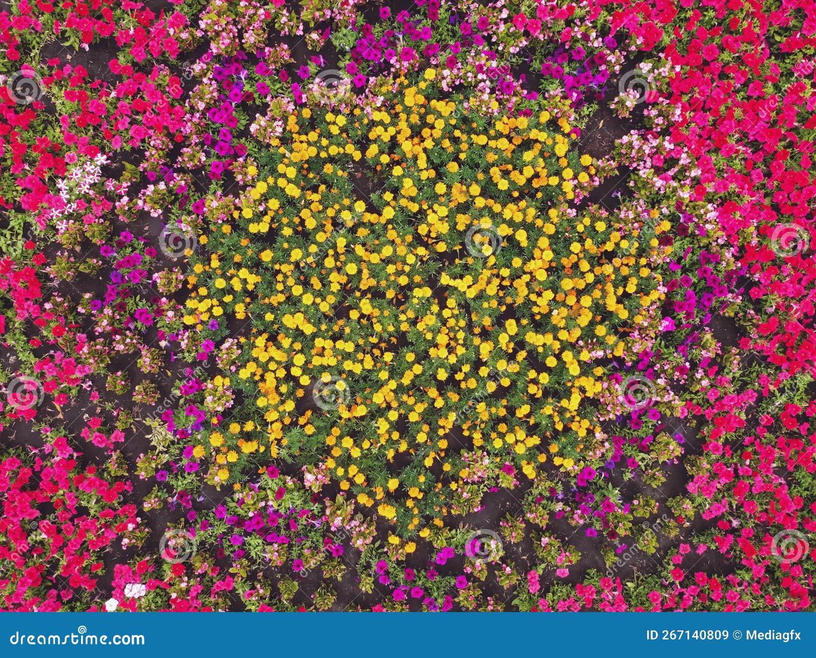 Colorful Decorative Flower Bed from Top View Stock Image Image of