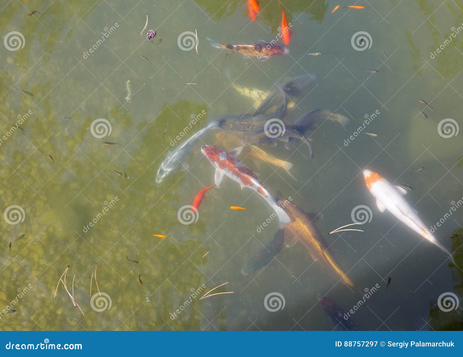 Colorful Decorative Fish Float in an Artificial Pond Stock Image