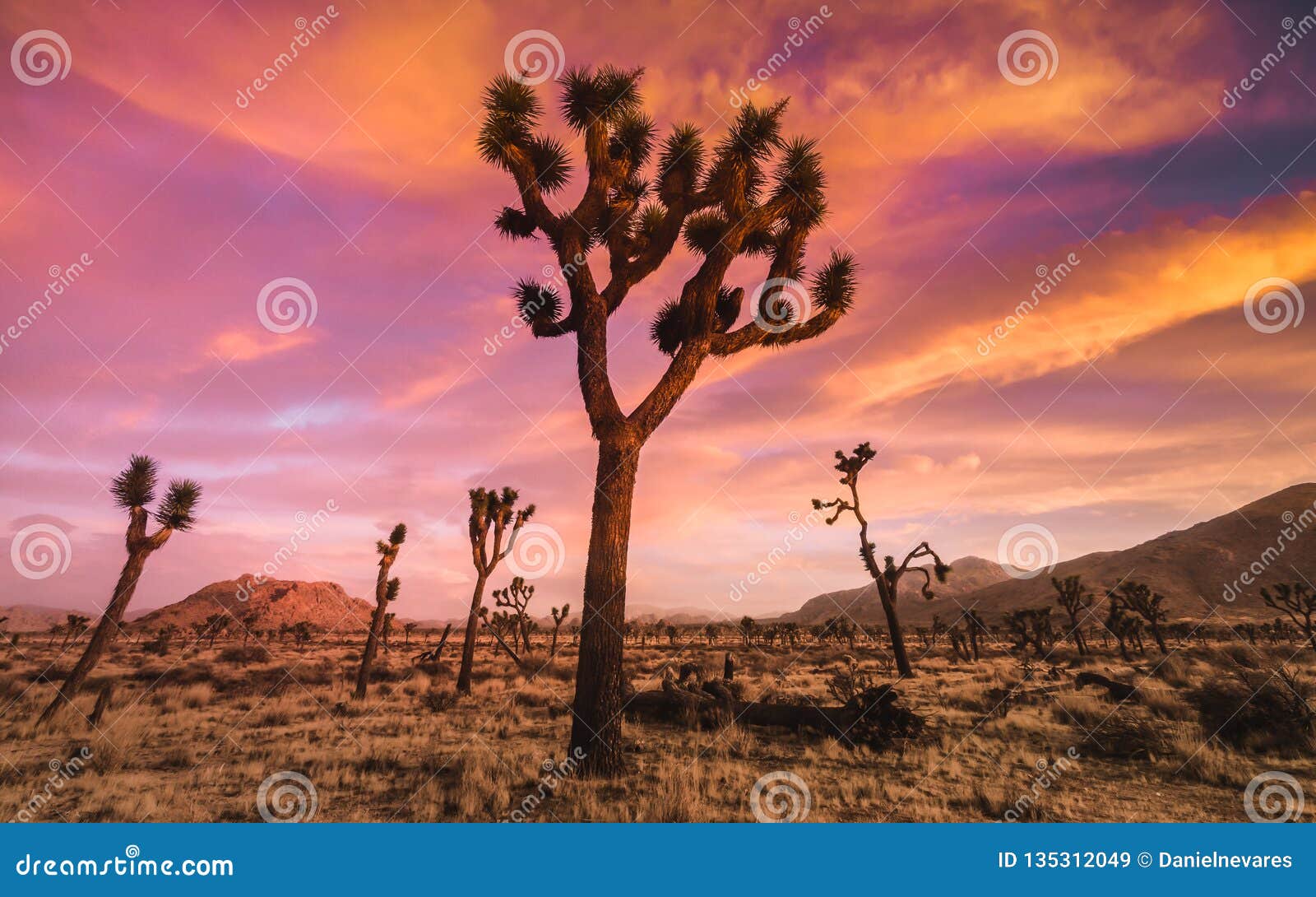 colorful desert sunset in high elevation joshua tree national park