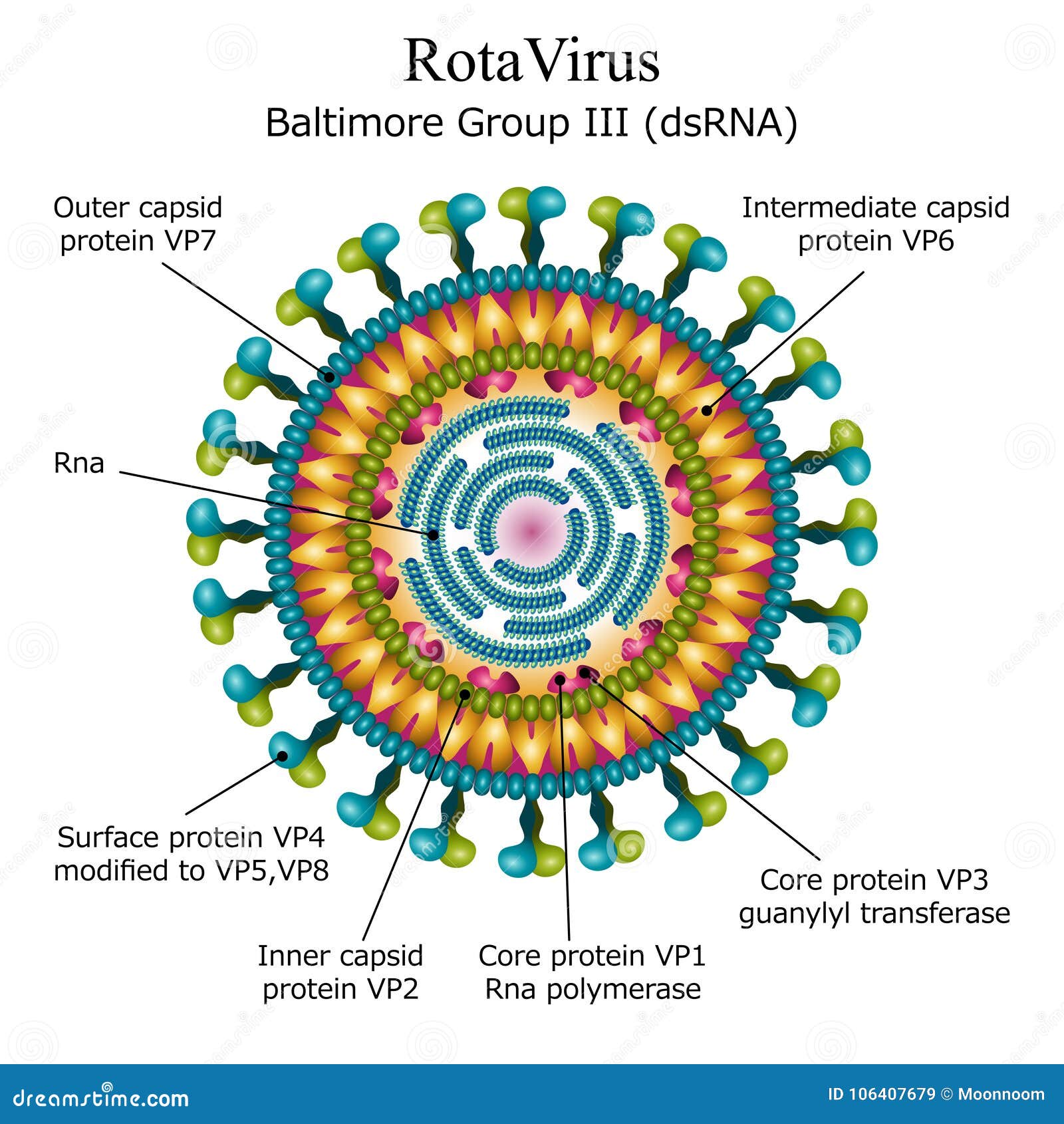 Ротов рус. Ротавирус строение вируса. Строение вириона ротавируса. Ротавирус структура вириона. Ротавирусная инфекция строение.