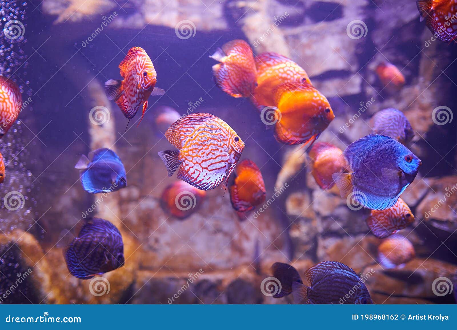 Colorful Discus Fish in Aquarium, Tropical Fish. Symphysodon