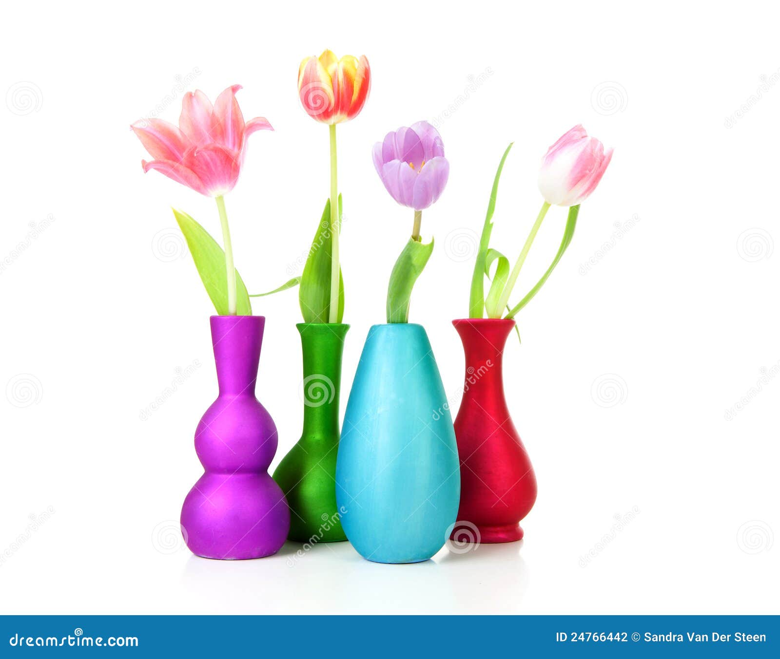 Colorful Dutch Tulips in Vases Stock Photo Image of holland, closeup