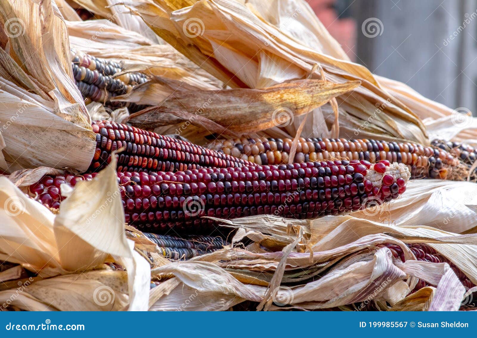 Colorful Ears of Corn Called Gem Glass Corn Stock Image Image of