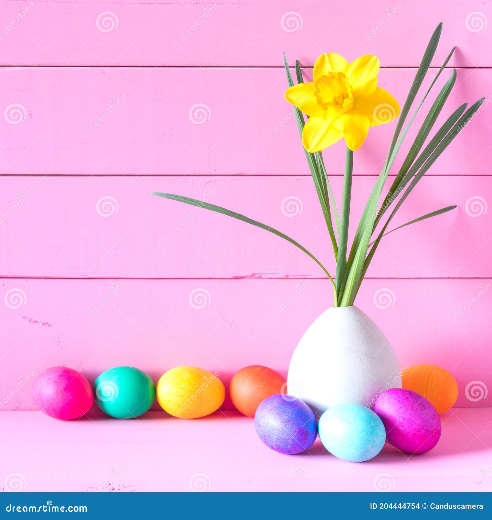 colorful easter eggs in row with spring daffodil in a modern vase against pink shiplap boards with copy space.  it`s a square cro