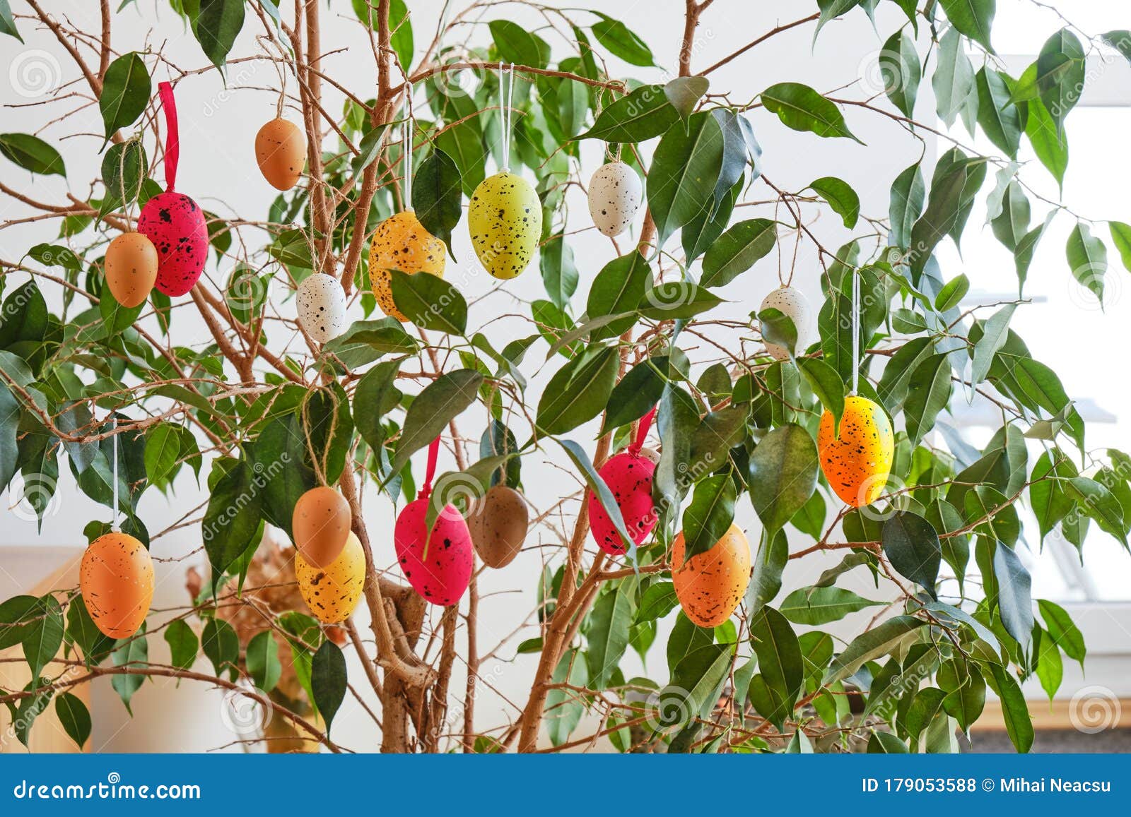 colorful eggs decorating an ornamental ficus benjamina `exotica` indoor plant, for the easter holiday