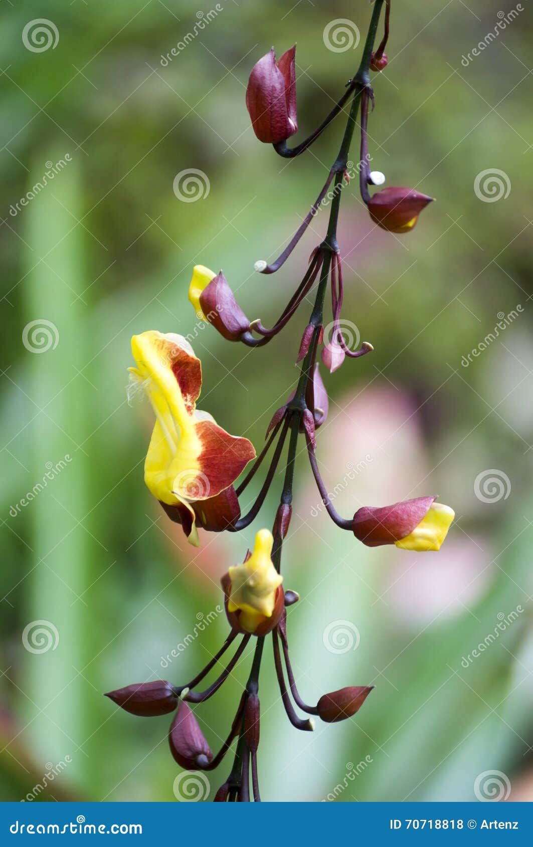 Colorful Exotic Mexican Flower Stock Photo - Image of necter, buds ...