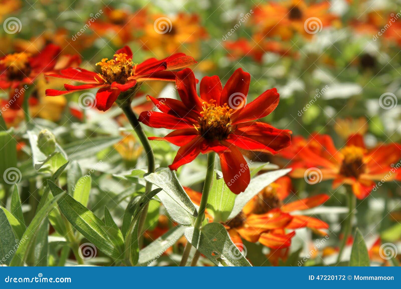 Colorful Fall Flowers stock photo. Image of country, beauty 47220172