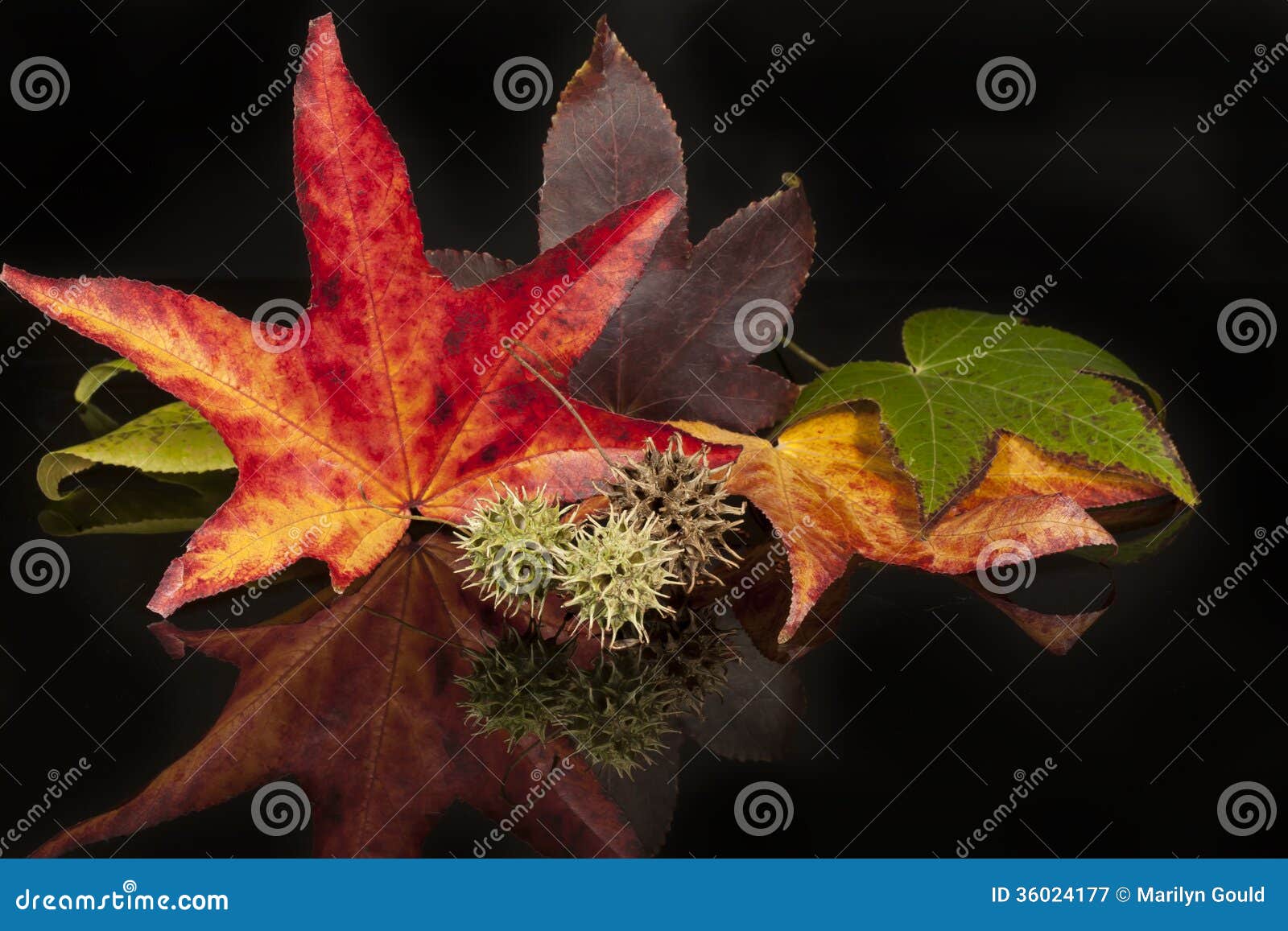 Colorful Fall Sycamore Leaves Stock Image Image Of Seeds Fall Colorful Fall Sycamore Leaves Stock Image Image Of Seeds Fall