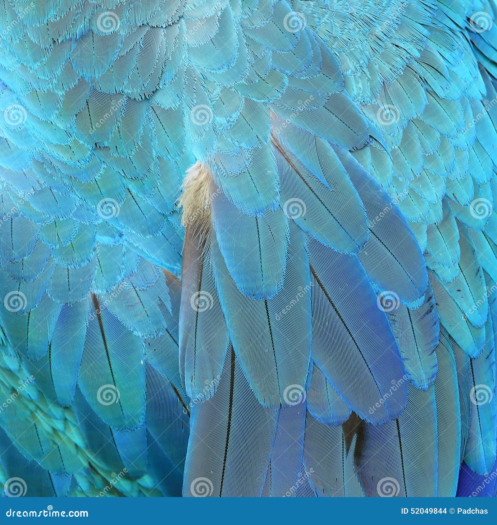 colorful feathers, feature as background texture.