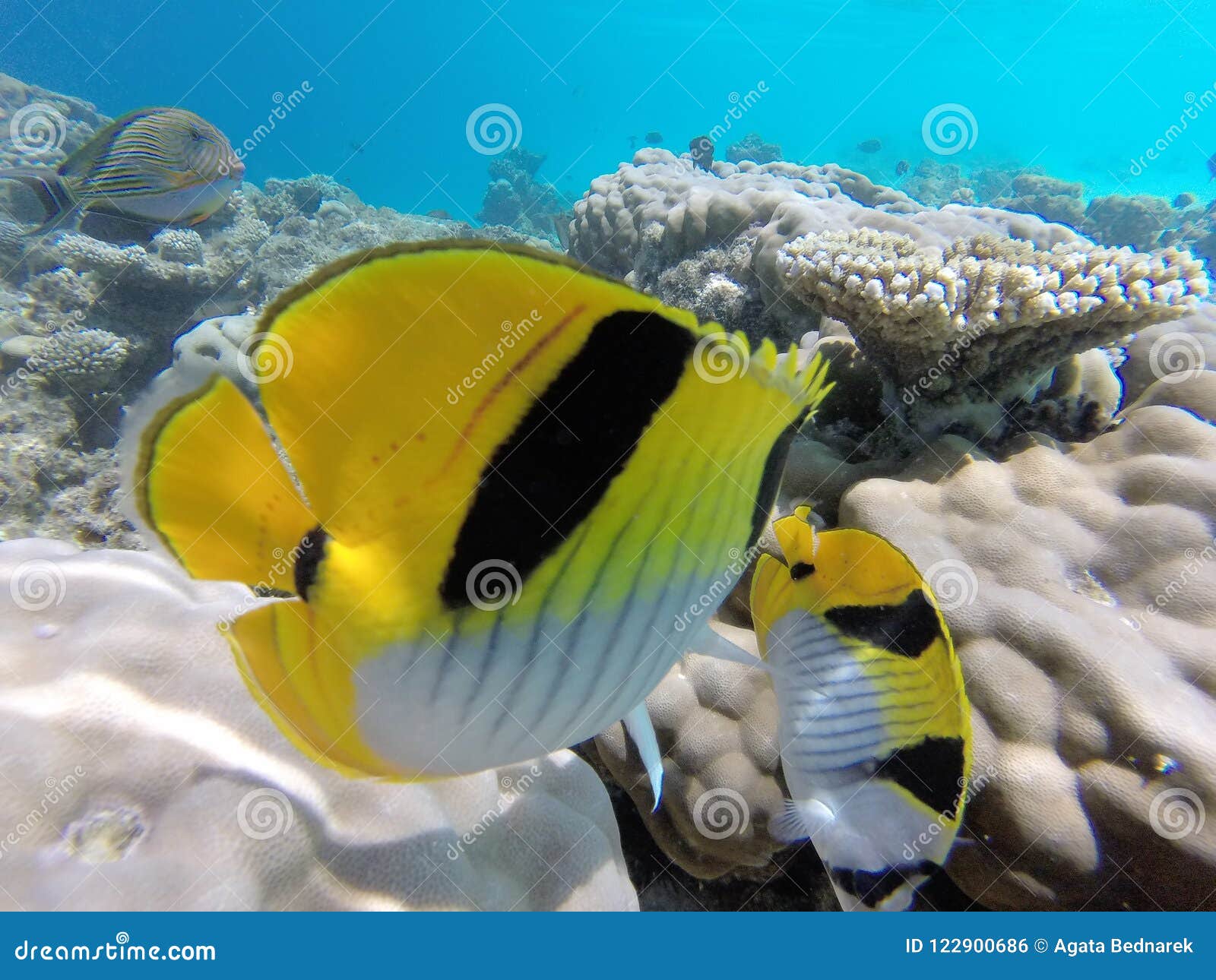 colorfull fisch underwater