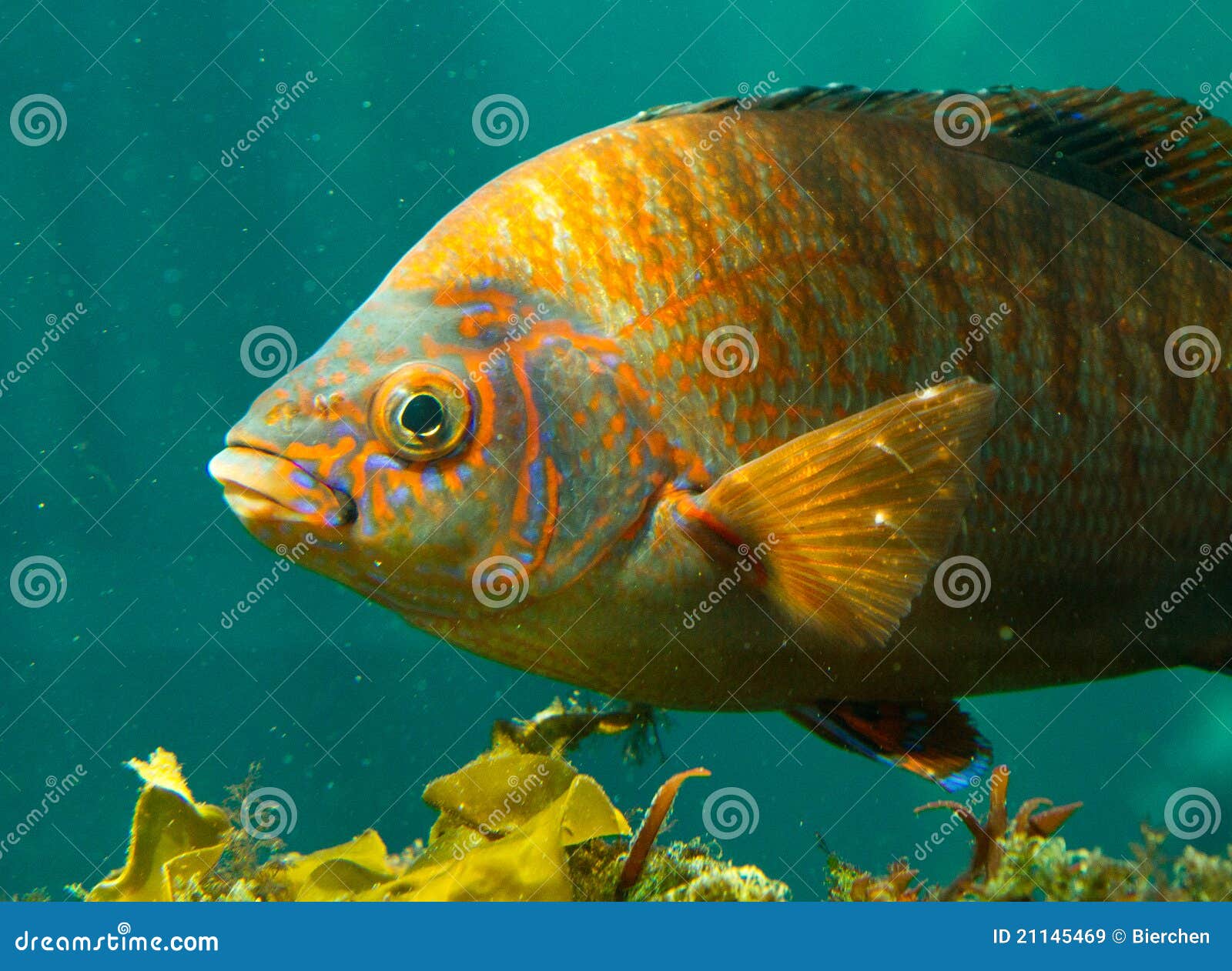 Colorful fish stock image. Image of animal, kelp, river - 21145469