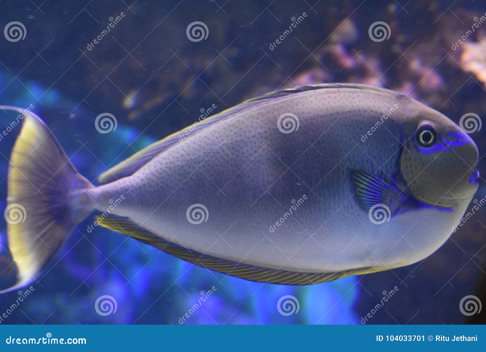 Colorful Fish in an Aquarium