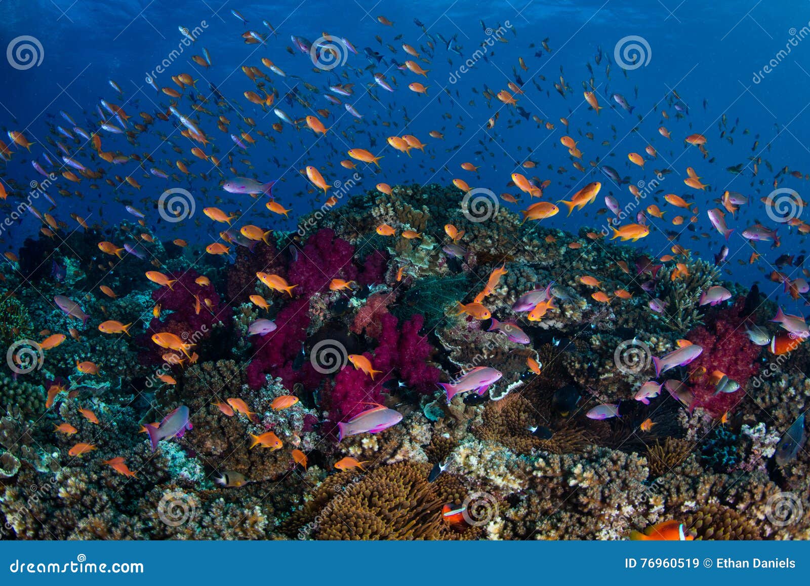 Colorful Fish and Coral Reef Stock Image - Image of corals, colors ...