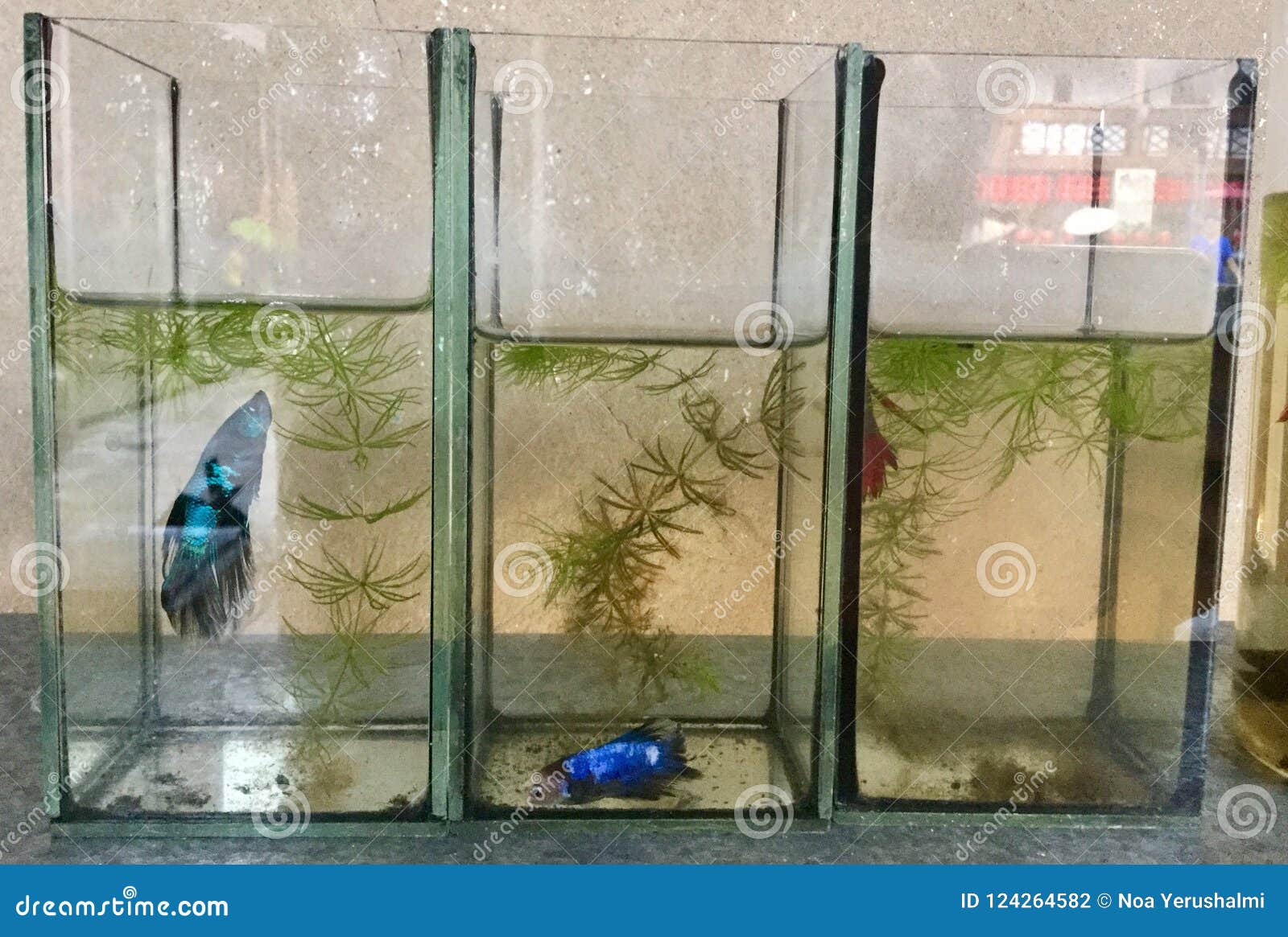 Colorful Fish. Three Fish Tanks. Aquarium. Stock Photo - Image of family,  opened: 124264582