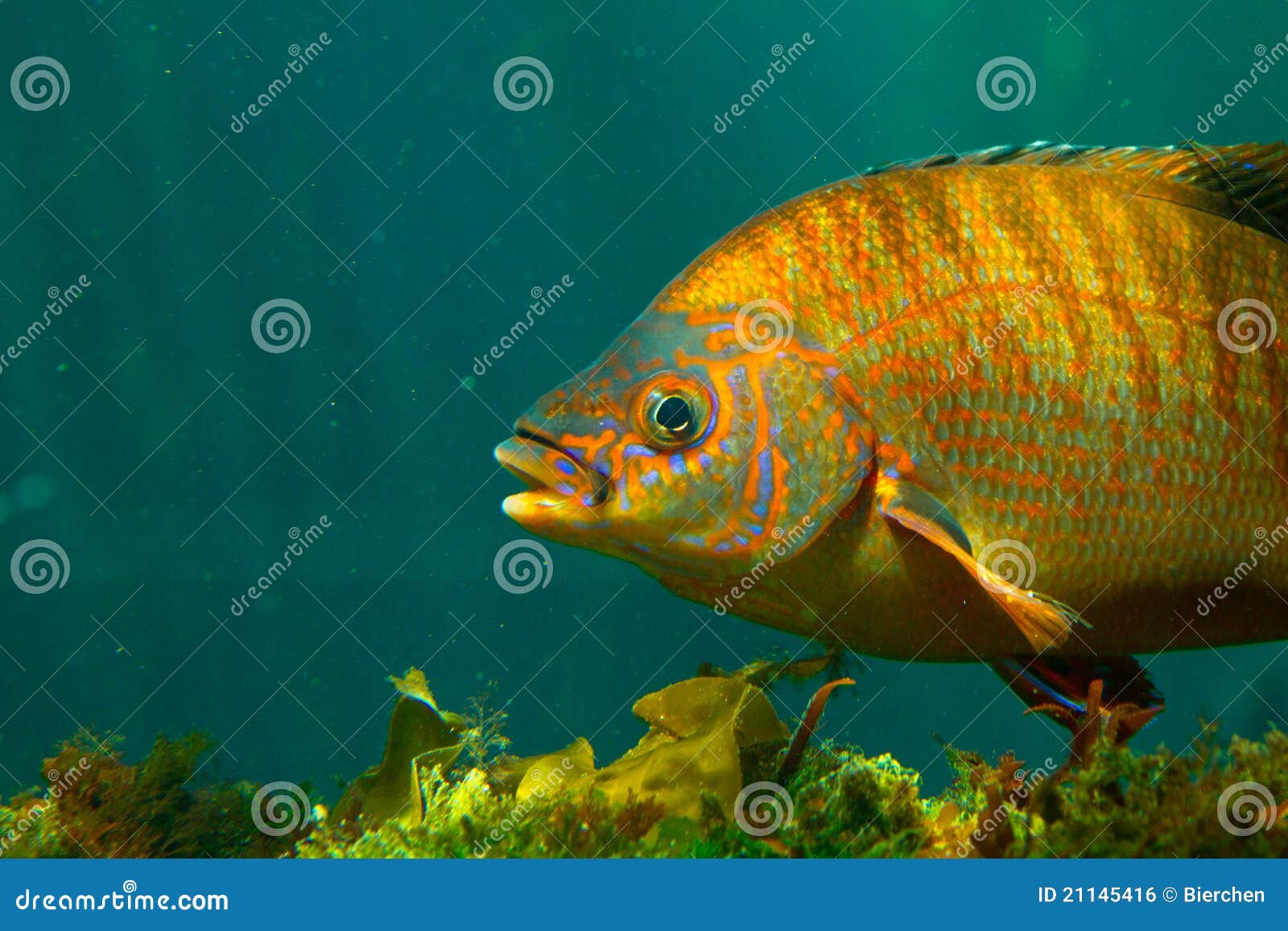 Colorful fish underwater stock photo. Image of profile - 21145416