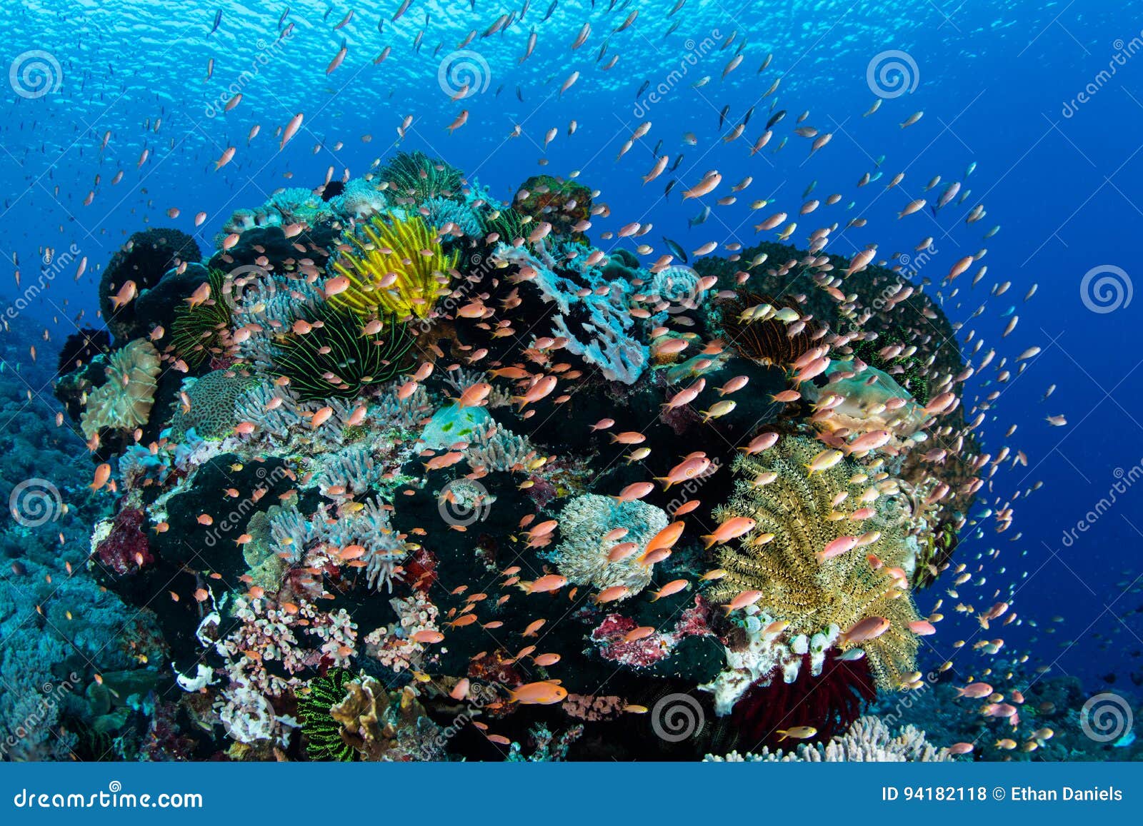 colorful fish and vibrant reef in alor