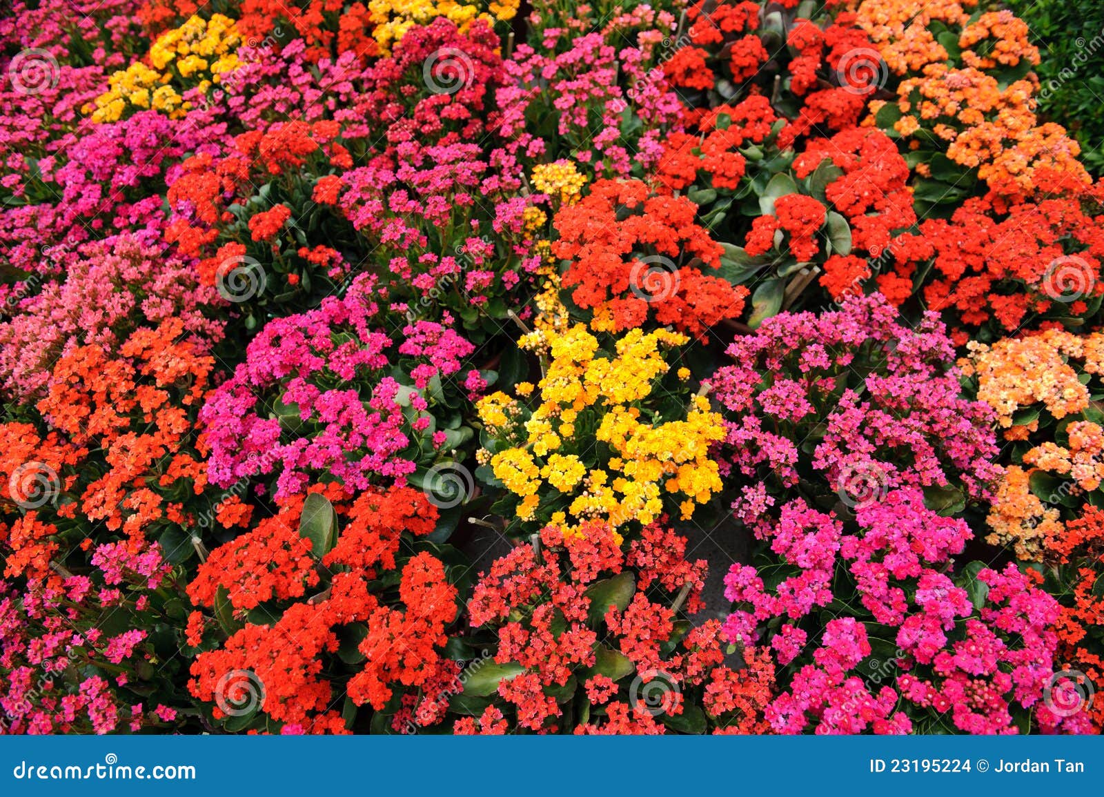 Colorful flower bed stock photo. Image of spring, floral 23195224