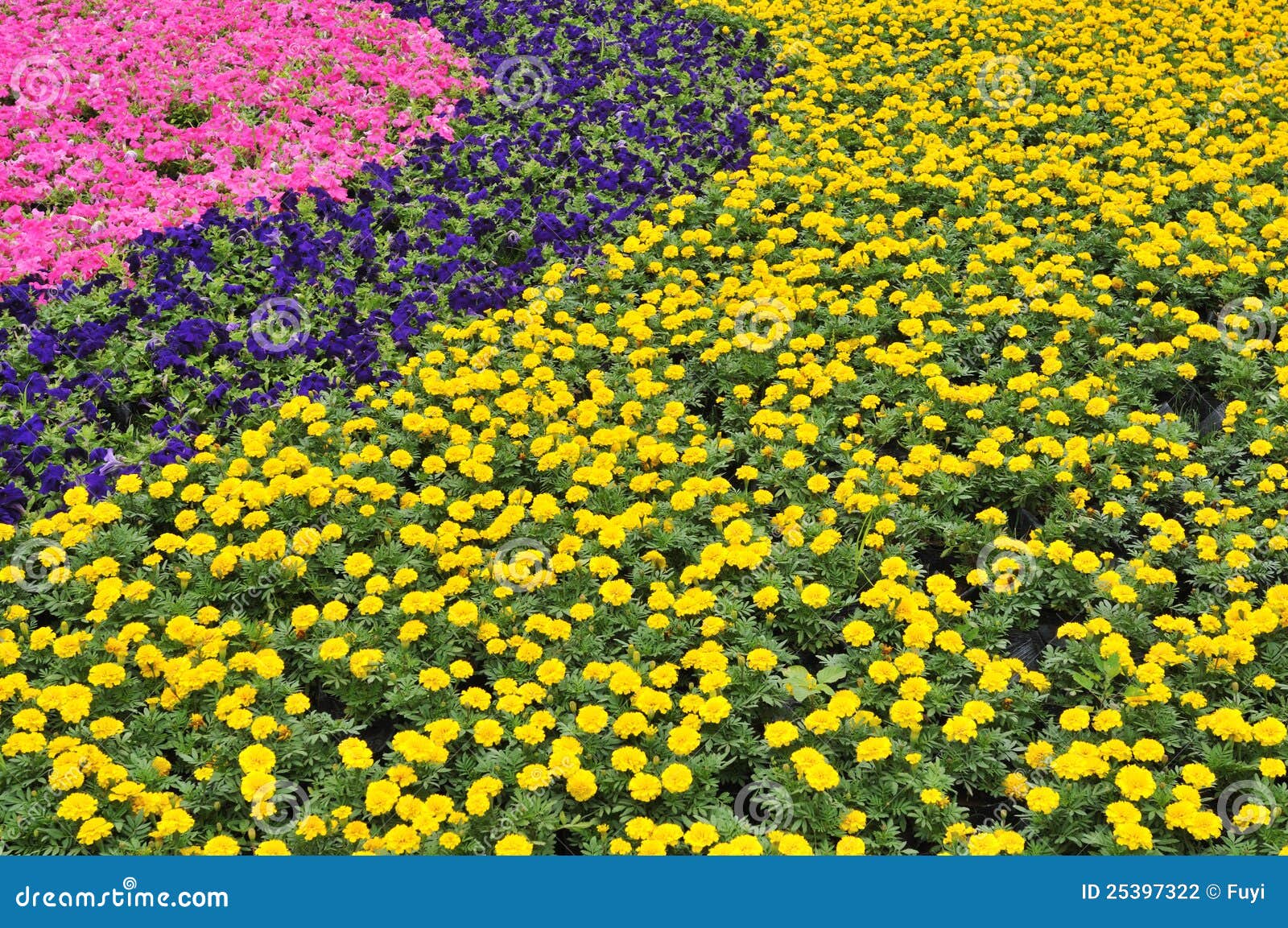 Colorful flower beds stock photo. Image of harmony, fresh 25397322